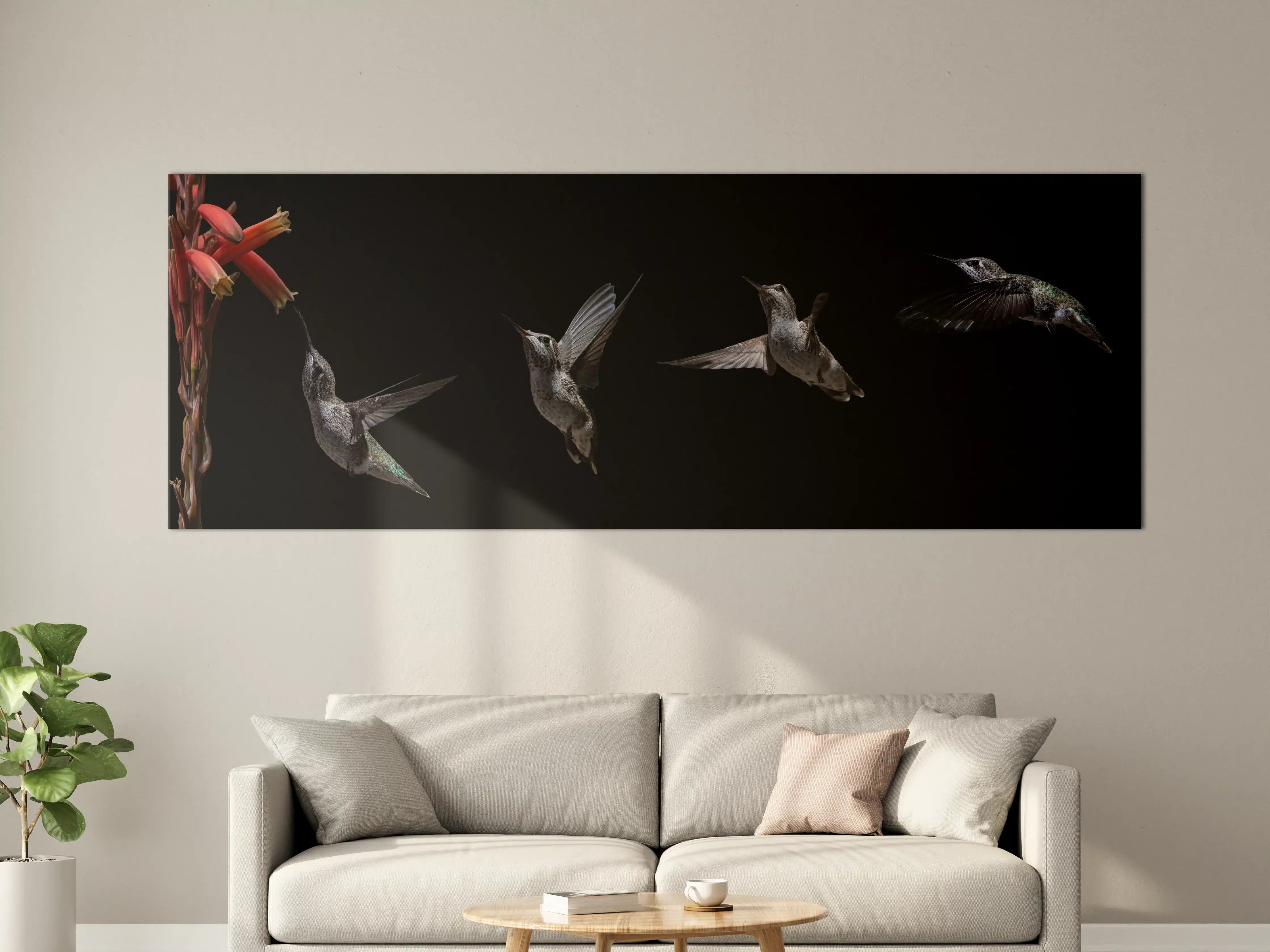 Große Wandbilder - Schwarzkinnkolibri Vogel mit Schwarzem Hintergrund