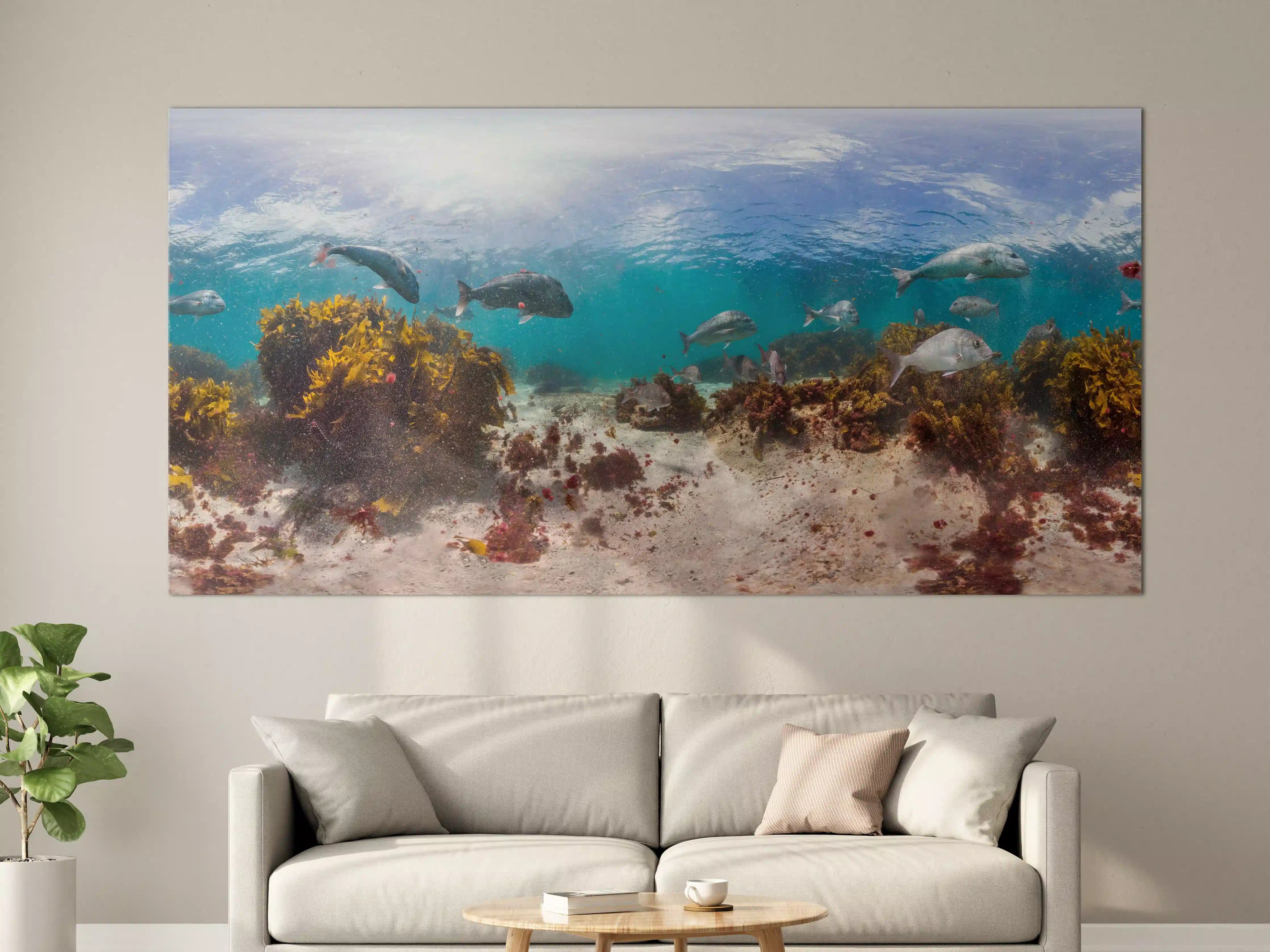Große Wandbilder - Seetang und Fisch in Neuseeland