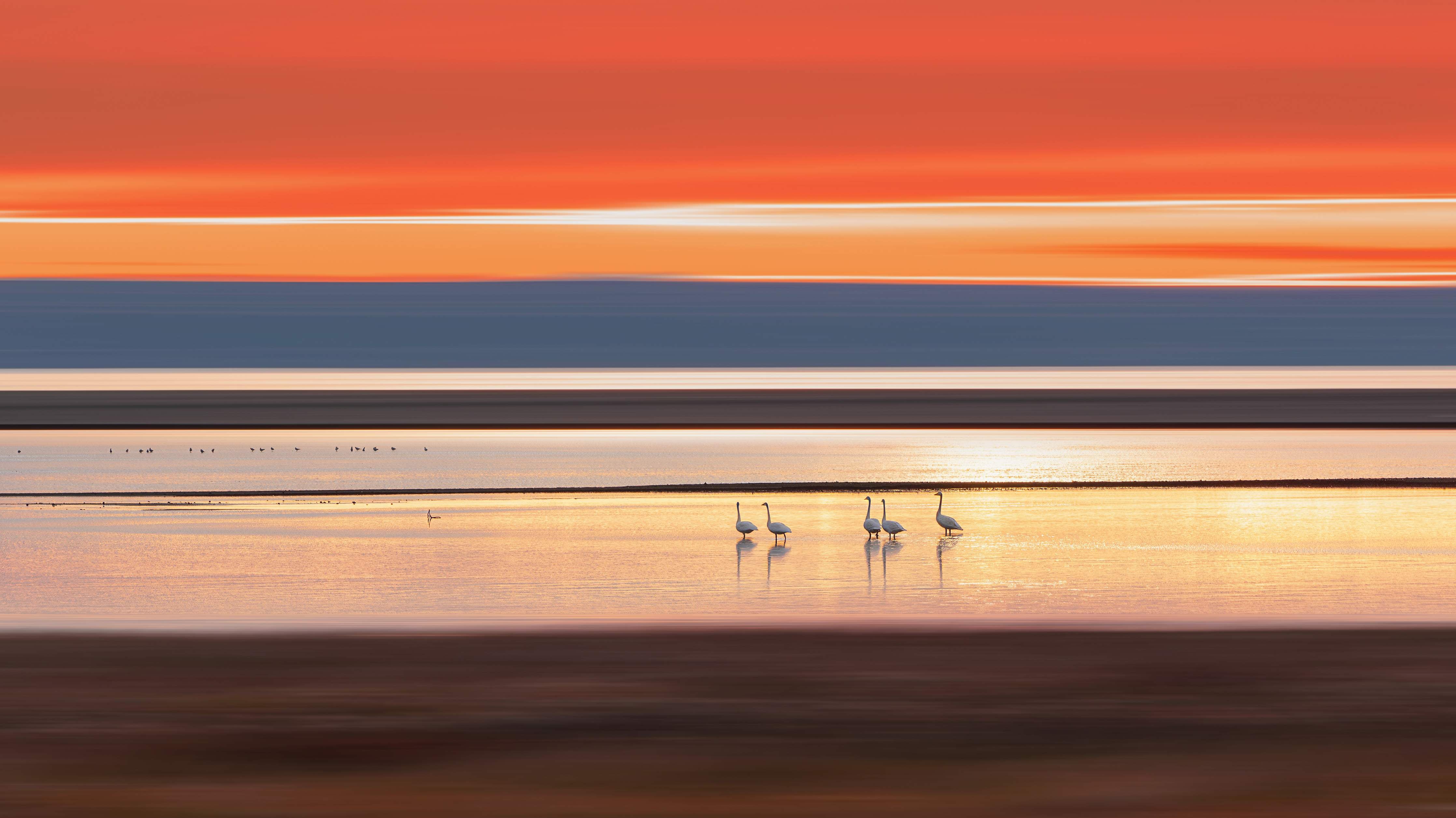 Große Wandbilder-Sonnenuntergang am Wasser mit Gänsen