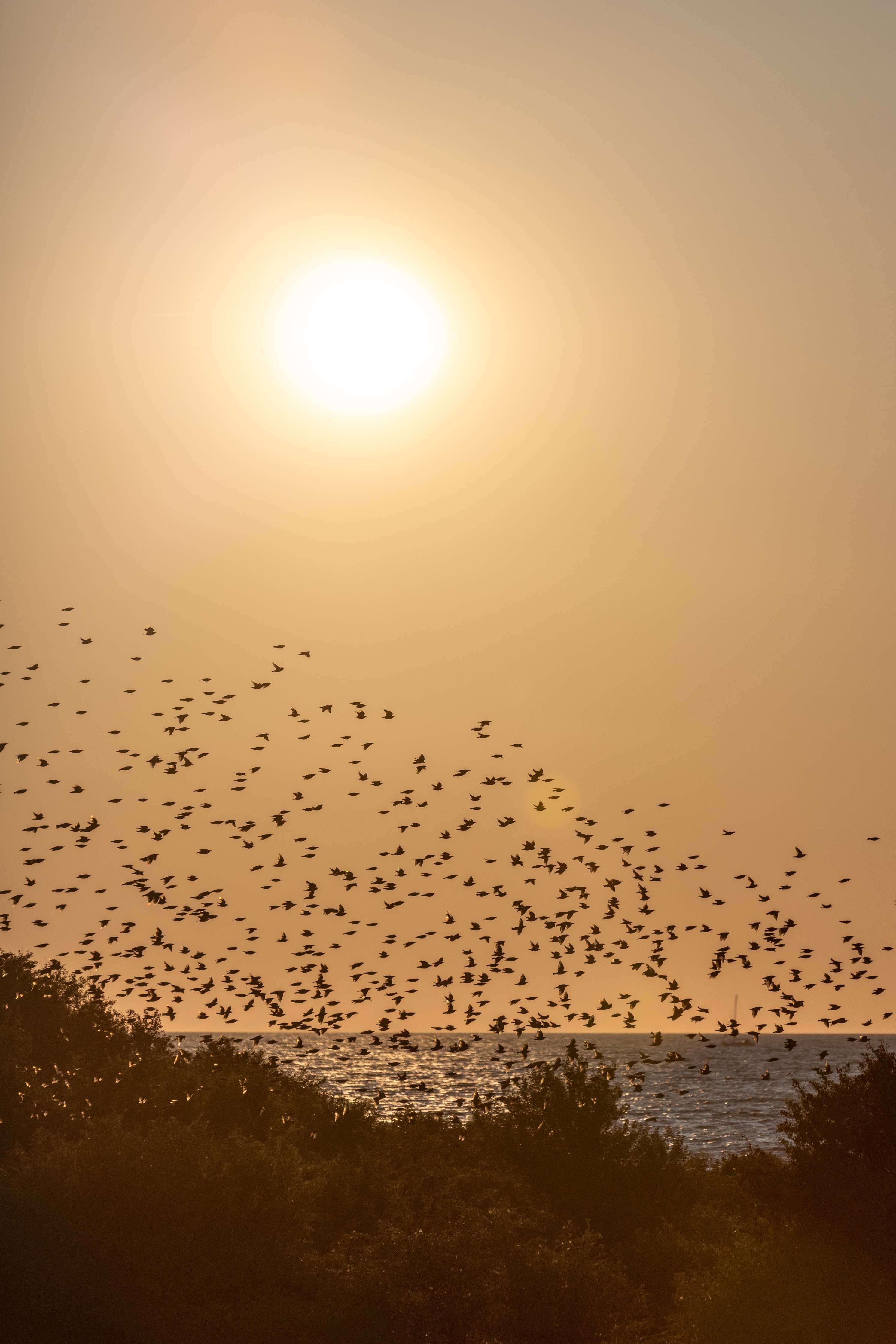 Große Wandbilder-Sonnenuntergang über dem Meer mit Vögeln