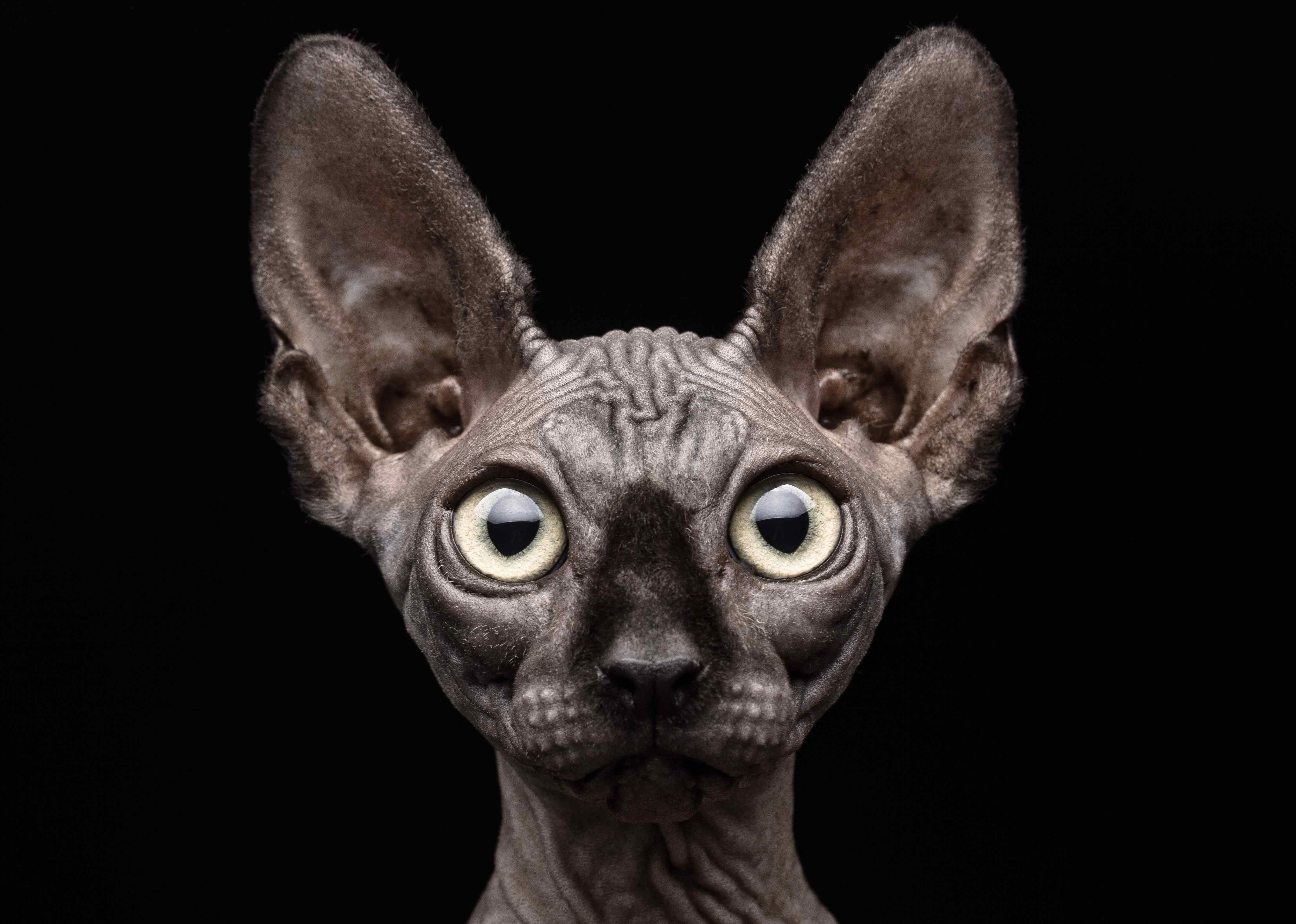 Große Wandbilder-Sphynx-Katzenkopf mit großen Ohren