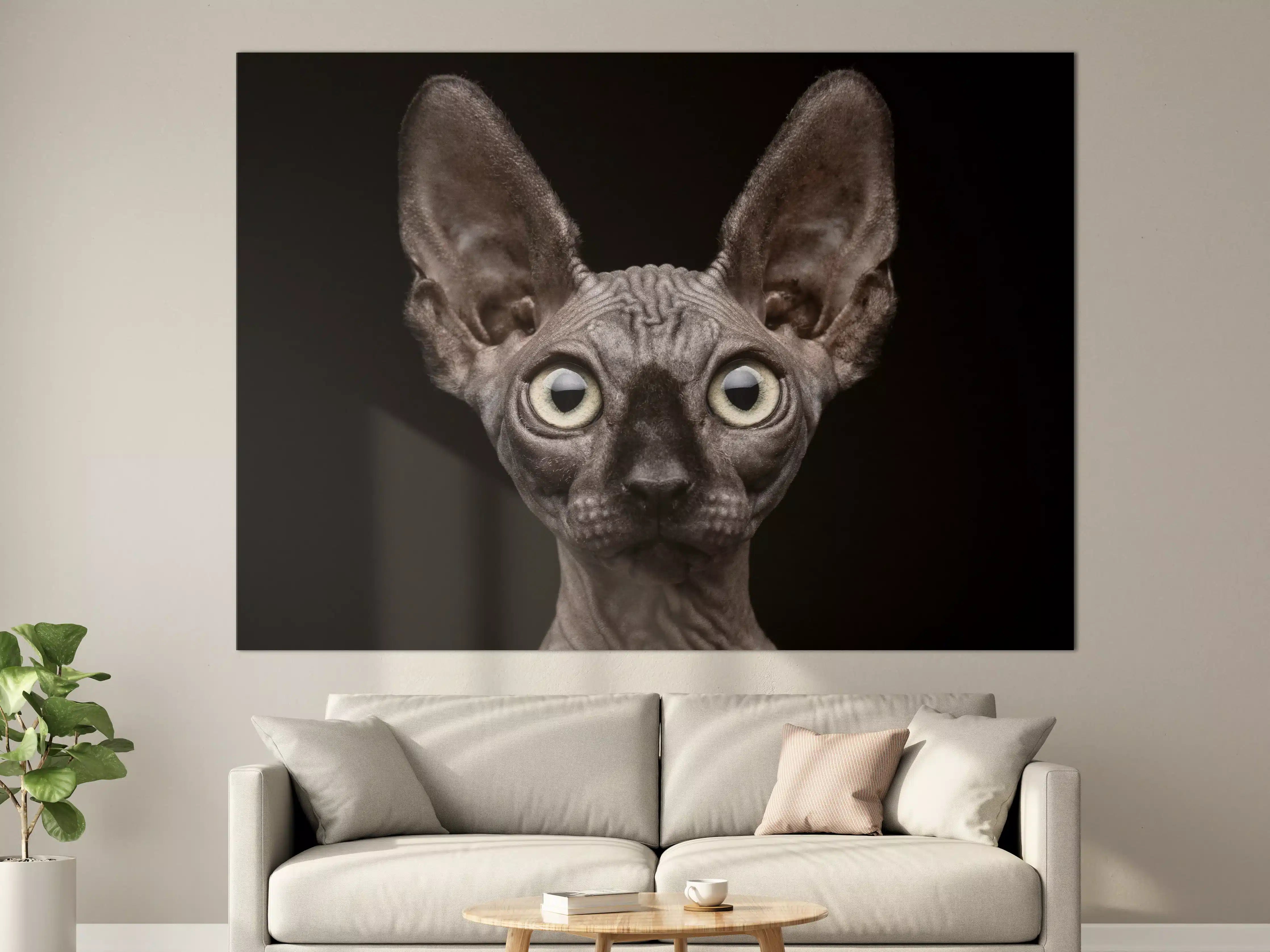 Große Wandbilder - Sphynx-Katzenkopf mit großen Ohren