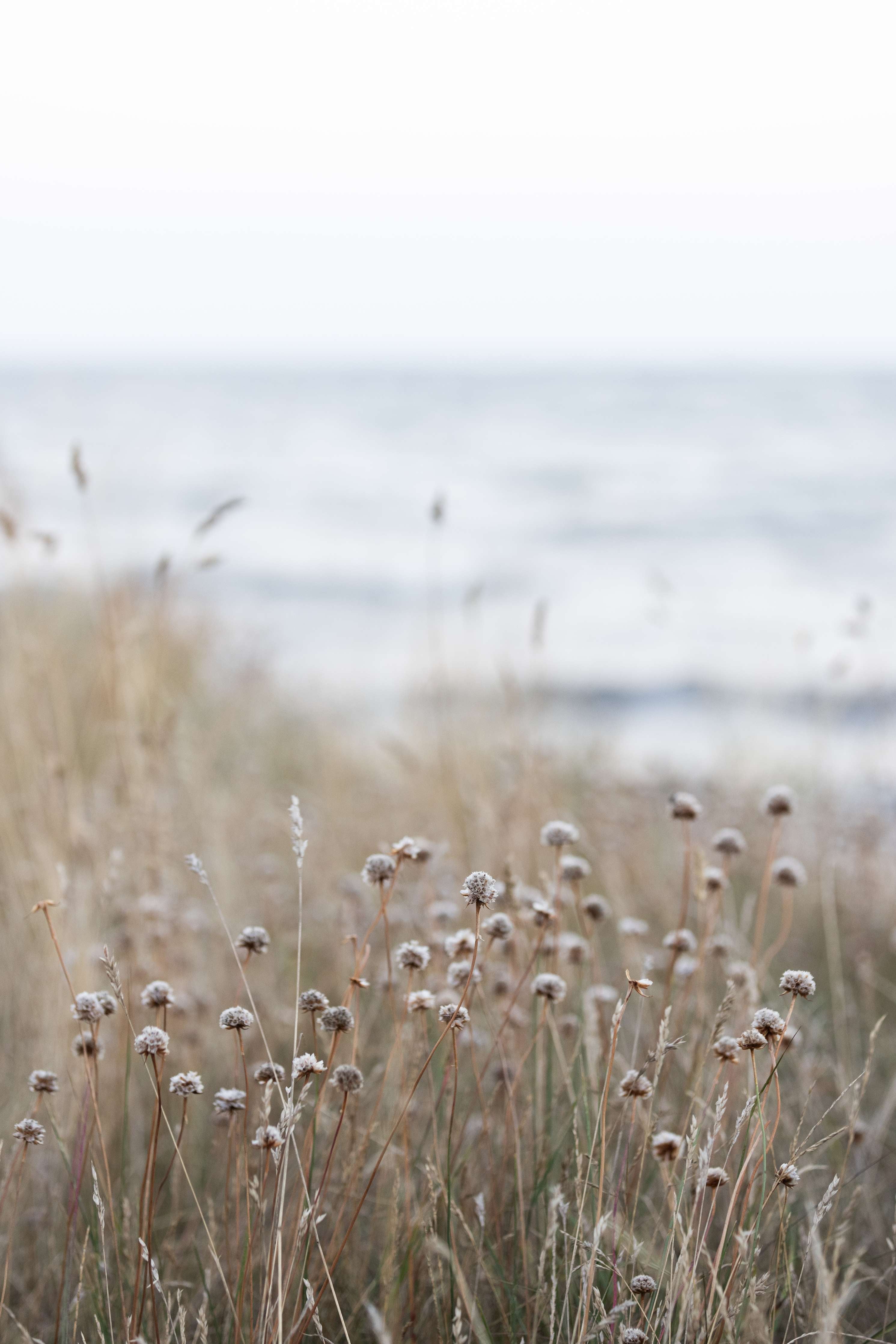 Große Wandbilder-Strand mit Wildgräsern bei Sonnenaufgang