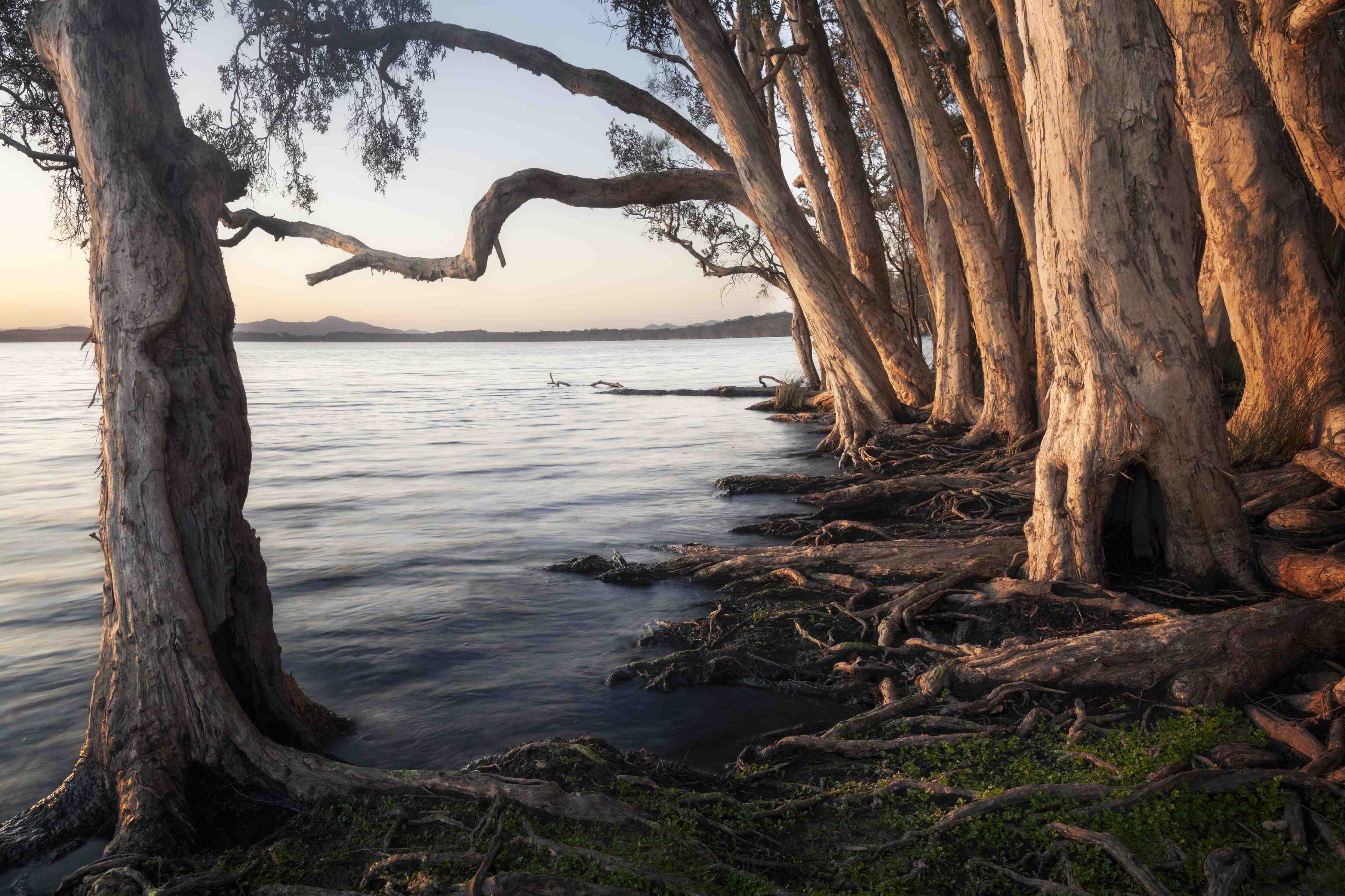 Große Wandbilder-Ufer mit alten Bäume bei Sonnenuntergang