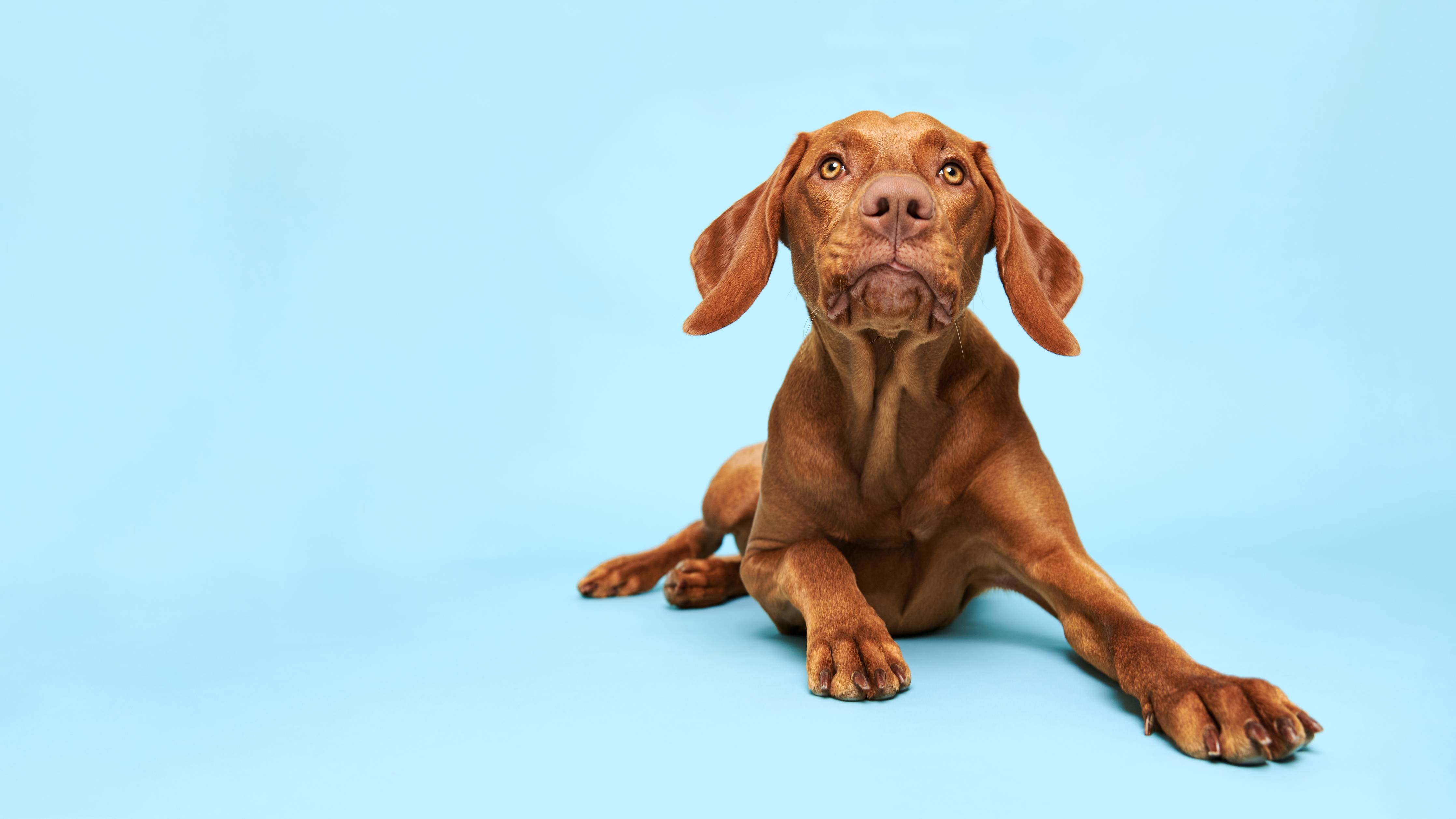 Große Wandbilder-Ungarischer Vizsla-Welpe Portrait