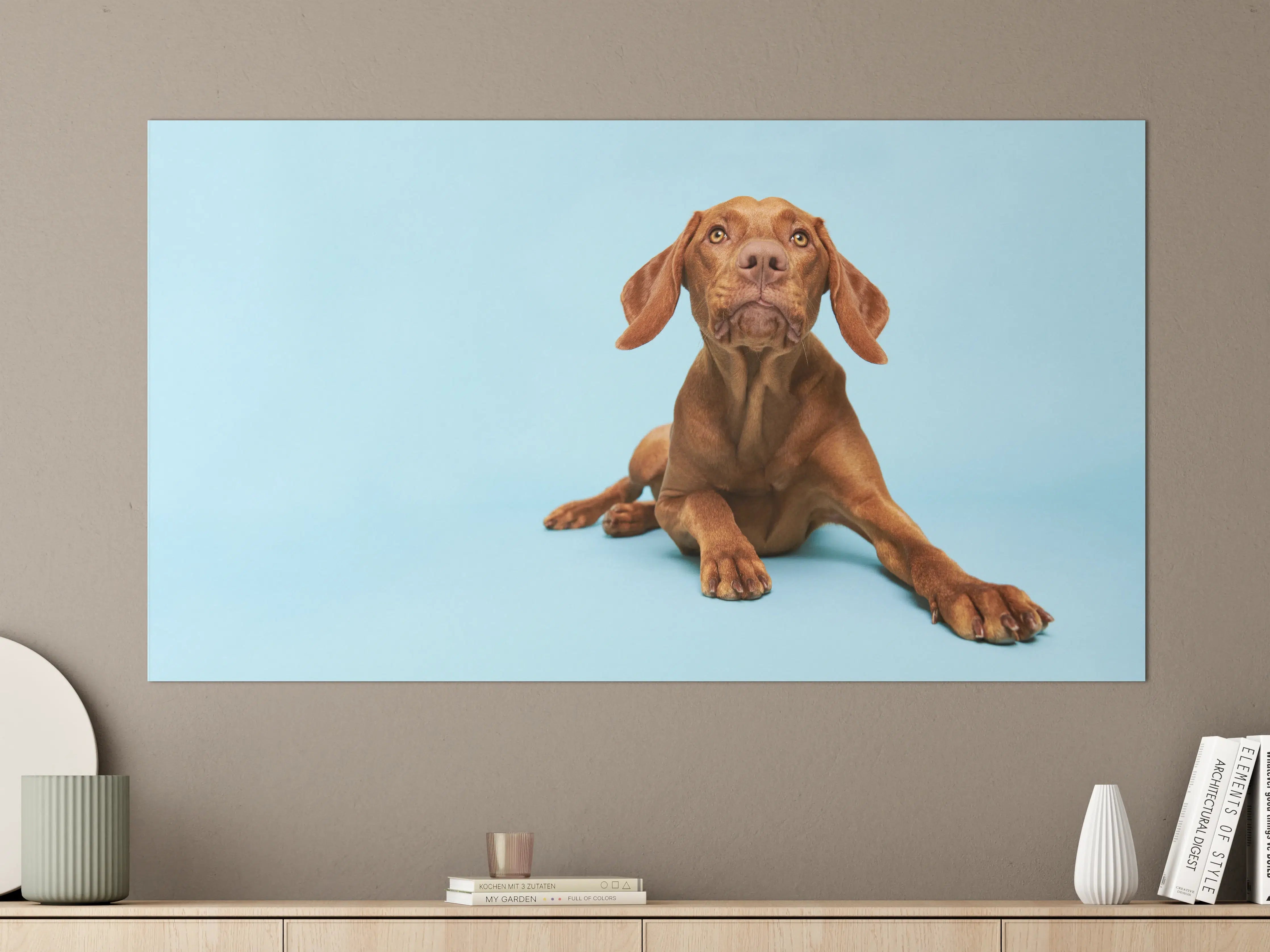 Große Wandbilder - Ungarischer Vizsla-Welpe Portrait