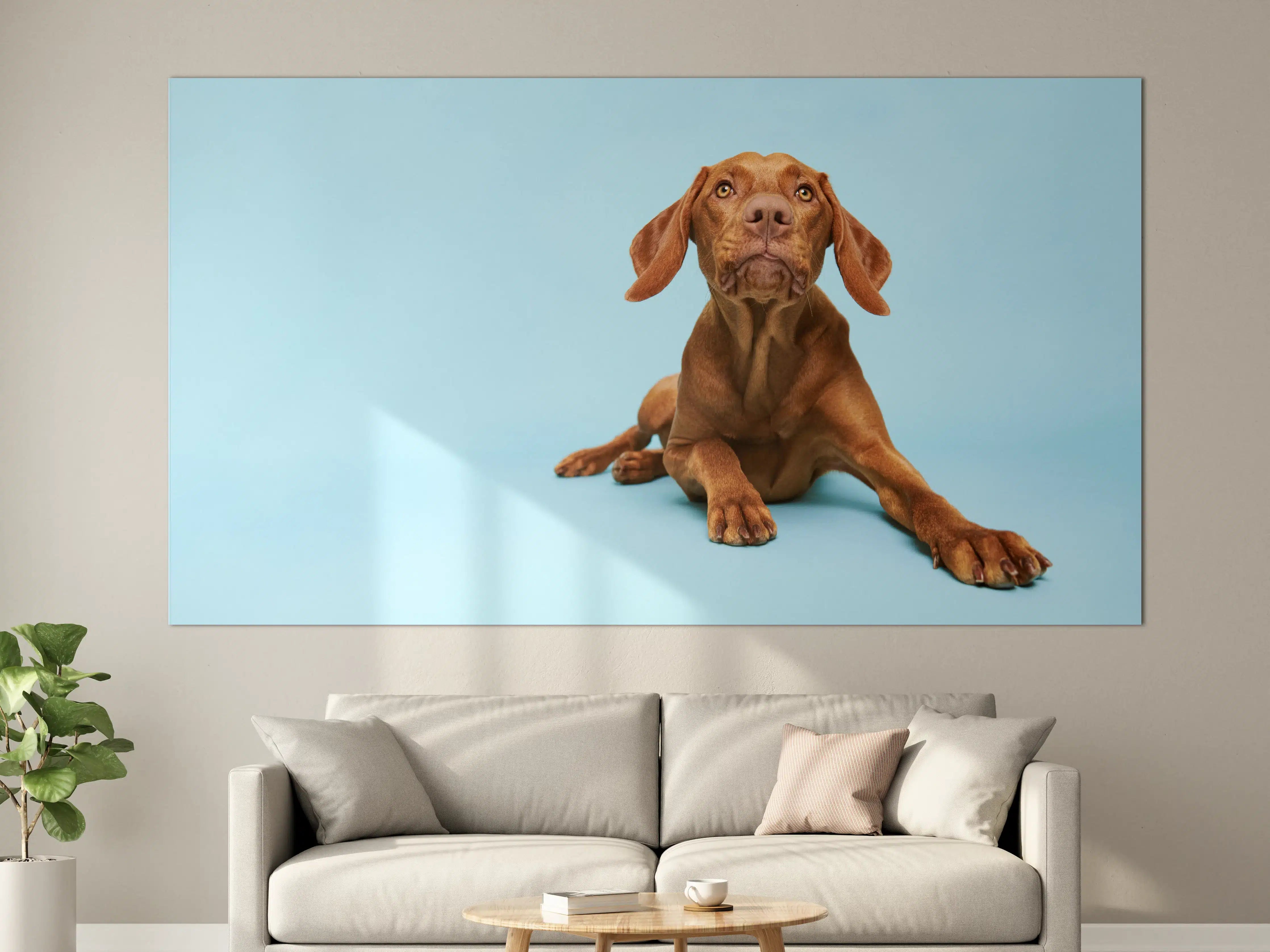 Große Wandbilder - Ungarischer Vizsla-Welpe Portrait