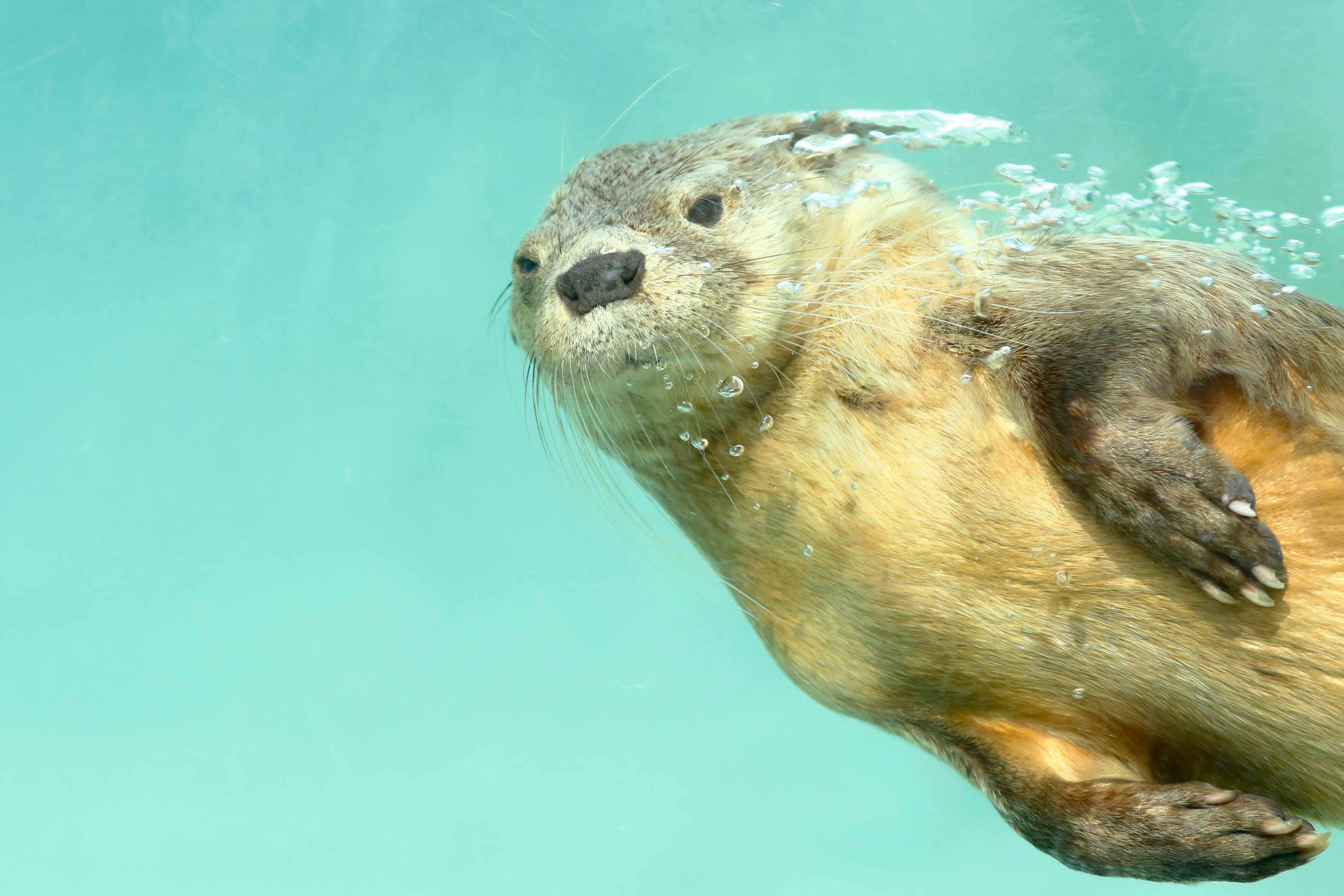 Große Wandbilder-Unterwasseraufnahme eines Otters