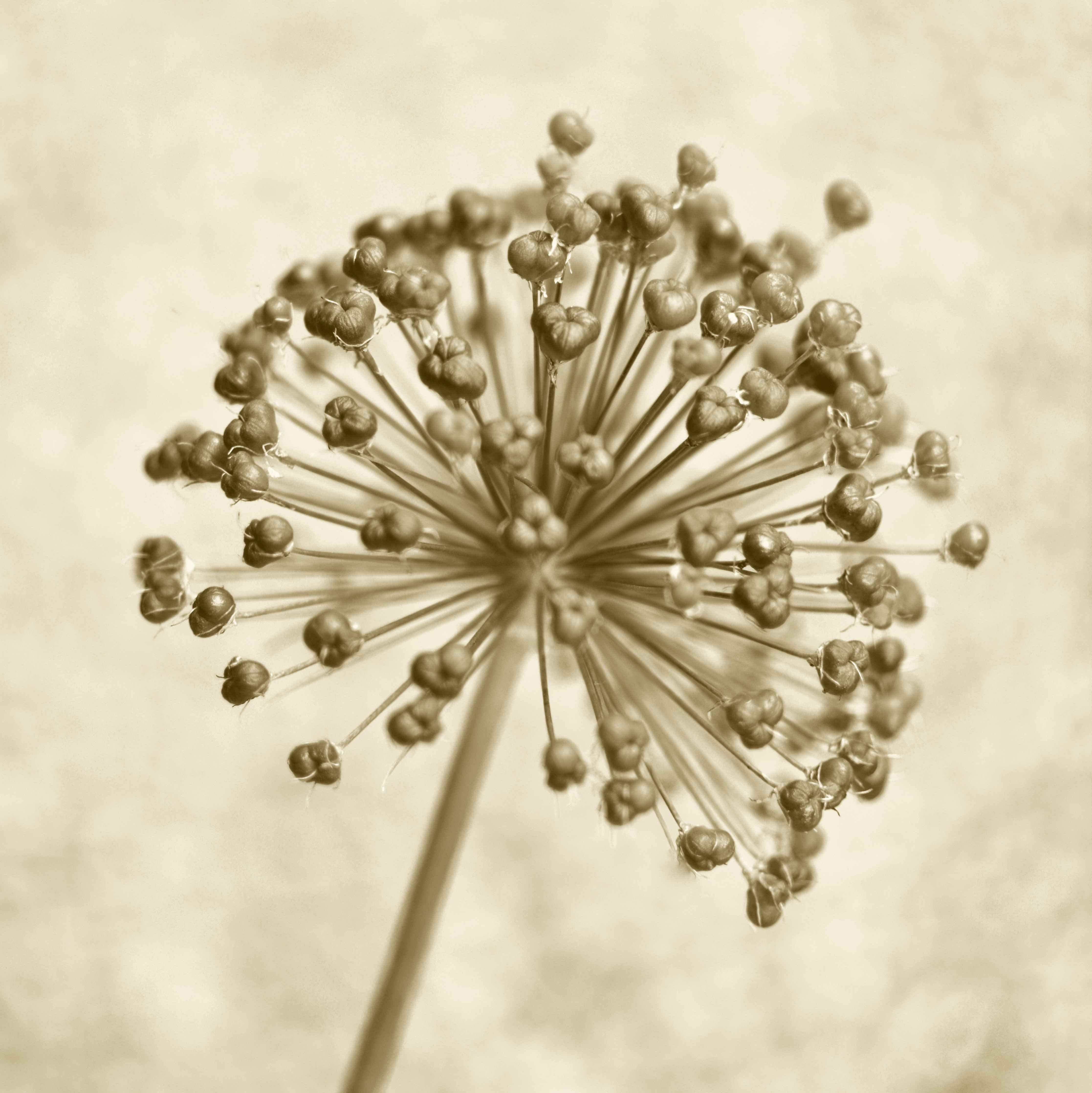 Große Wandbilder-Vintage Schwarz-Weiß Blume