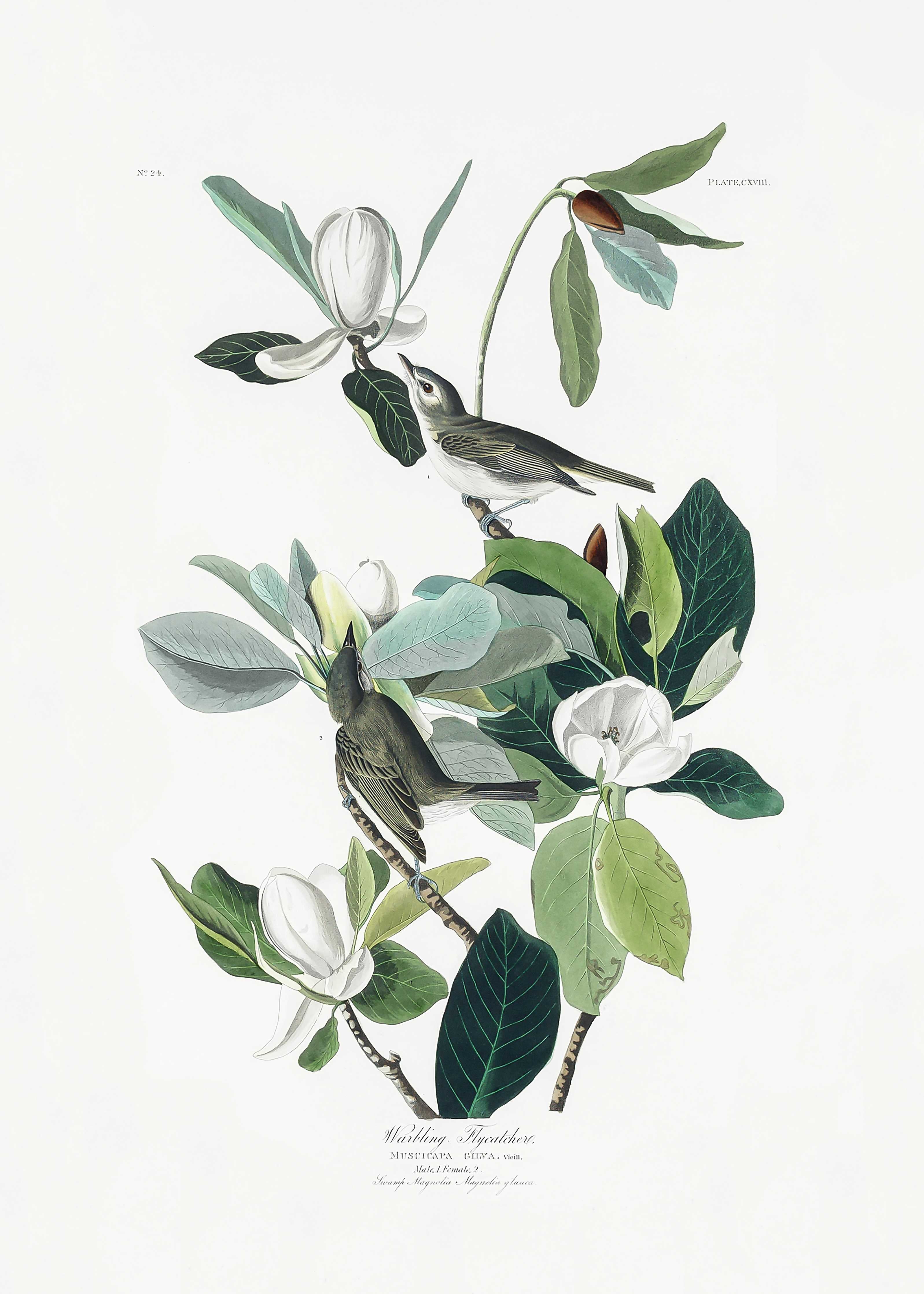 Große Wandbilder-Vogel Gemälde - John James Audubon