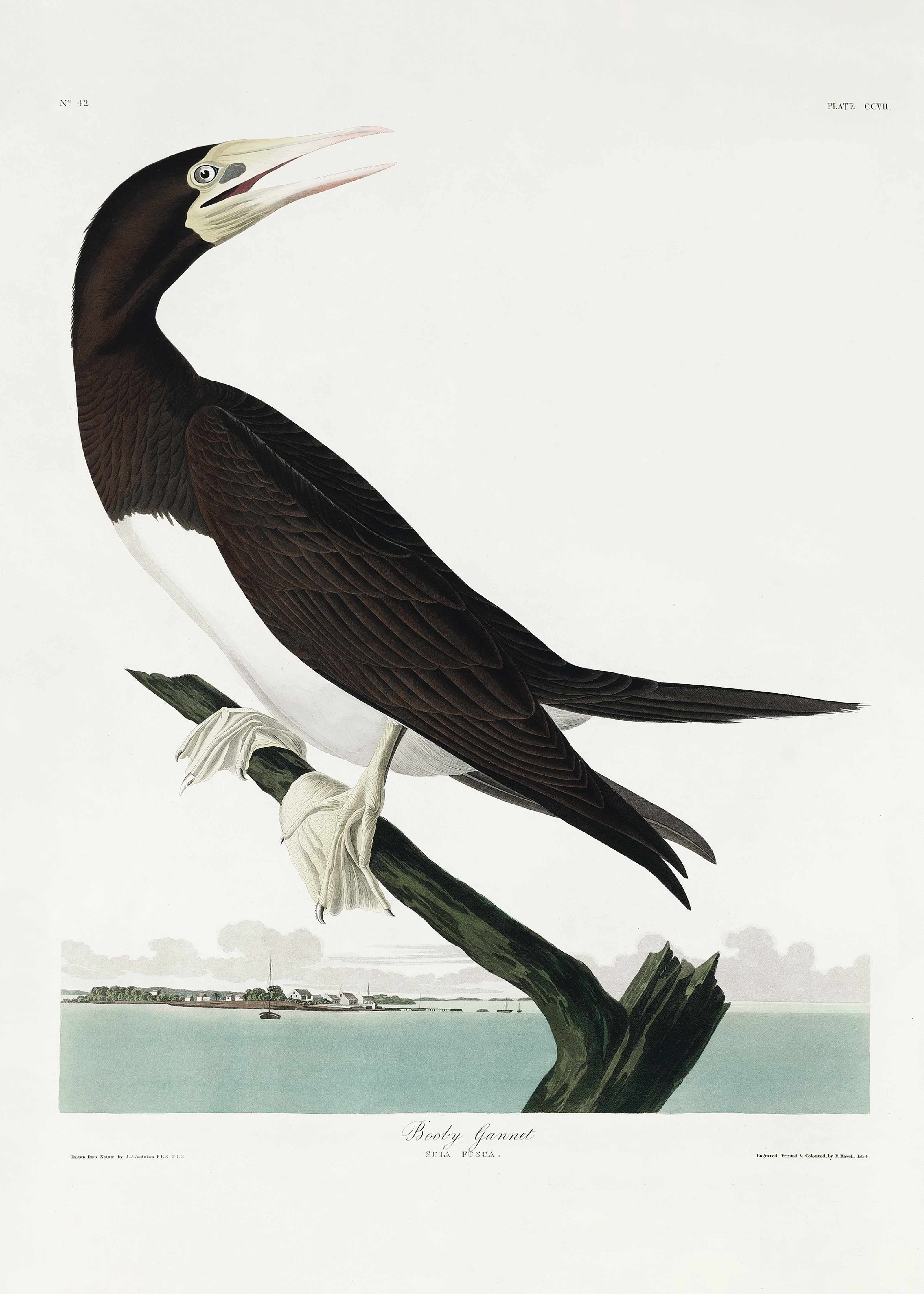 Große Wandbilder-Vogel Portrait - Robert Havel