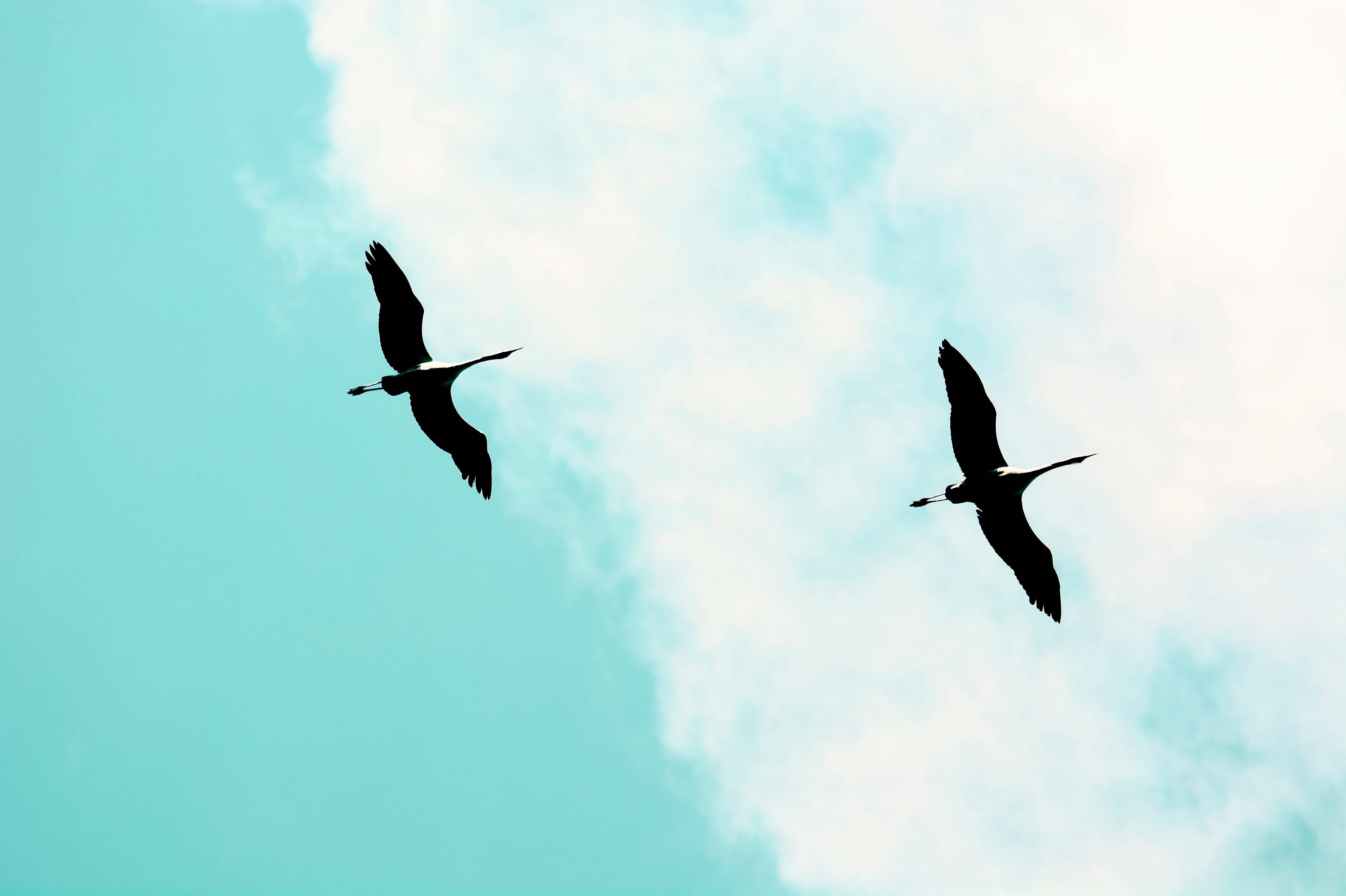 Große Wandbilder-Vogel Silhouetten am Himmel