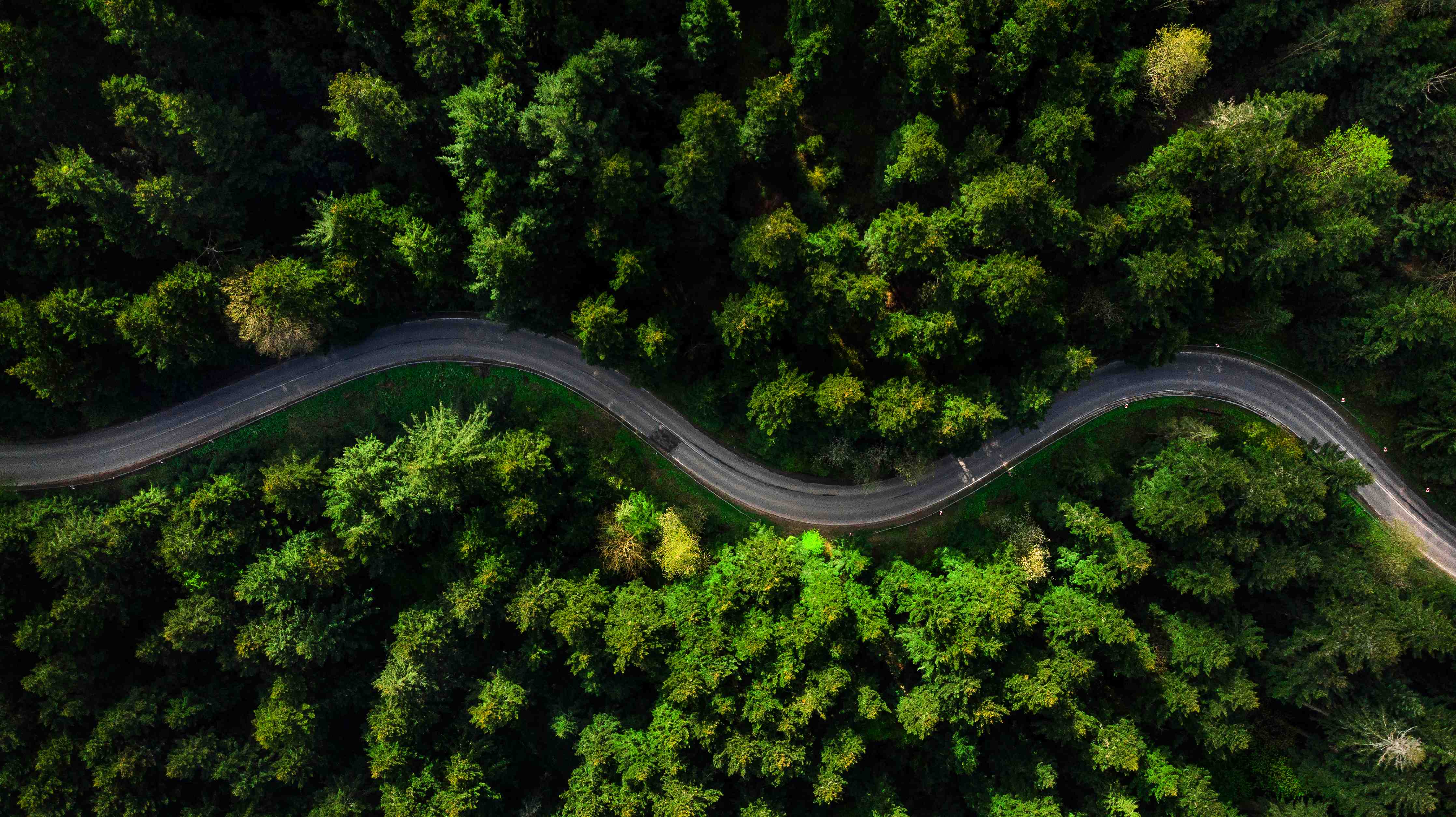 Große Wandbilder-Waldstraße in grüner Natur