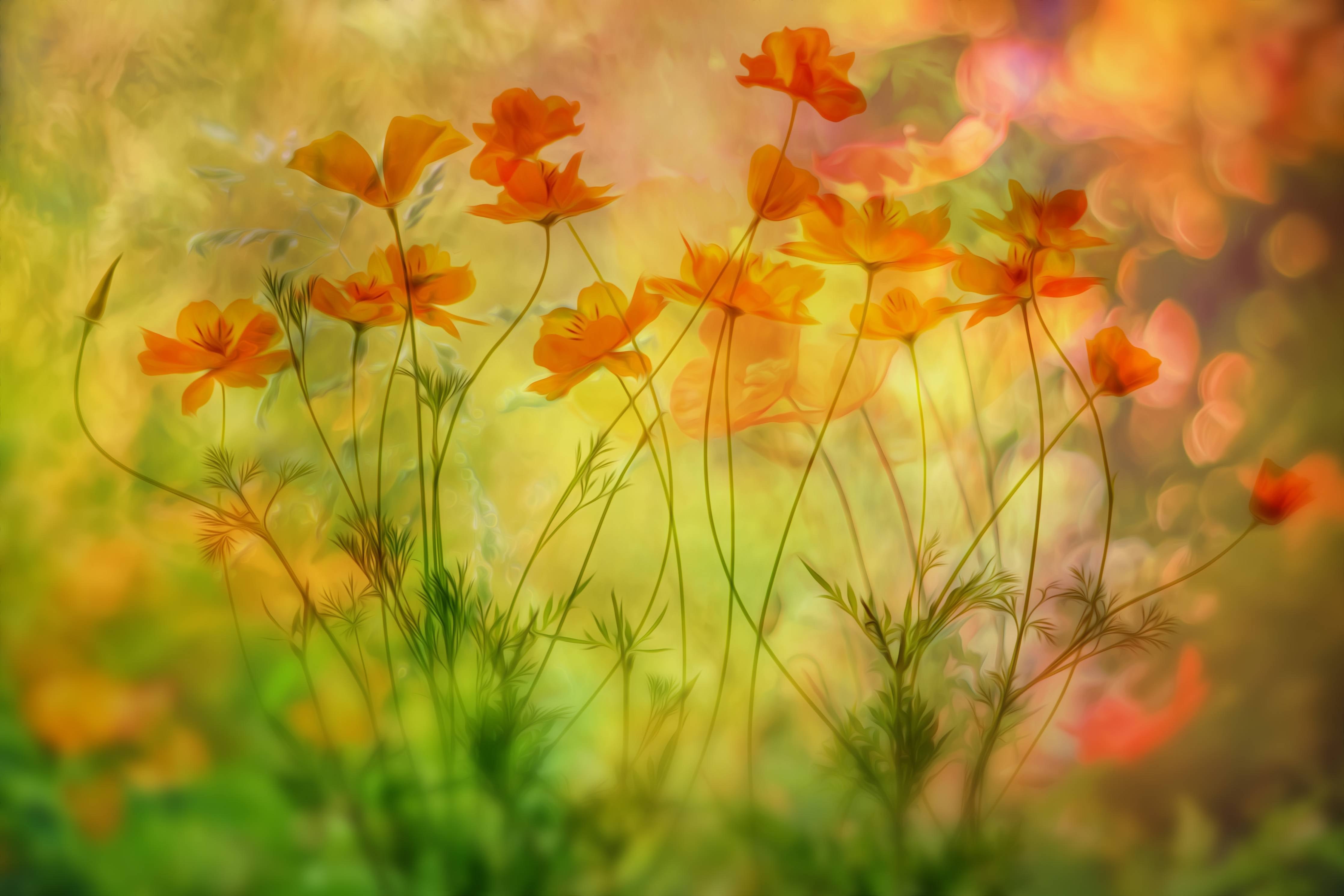 Große Wandbilder-Warme Sonnenuntergangs-Wildblumen