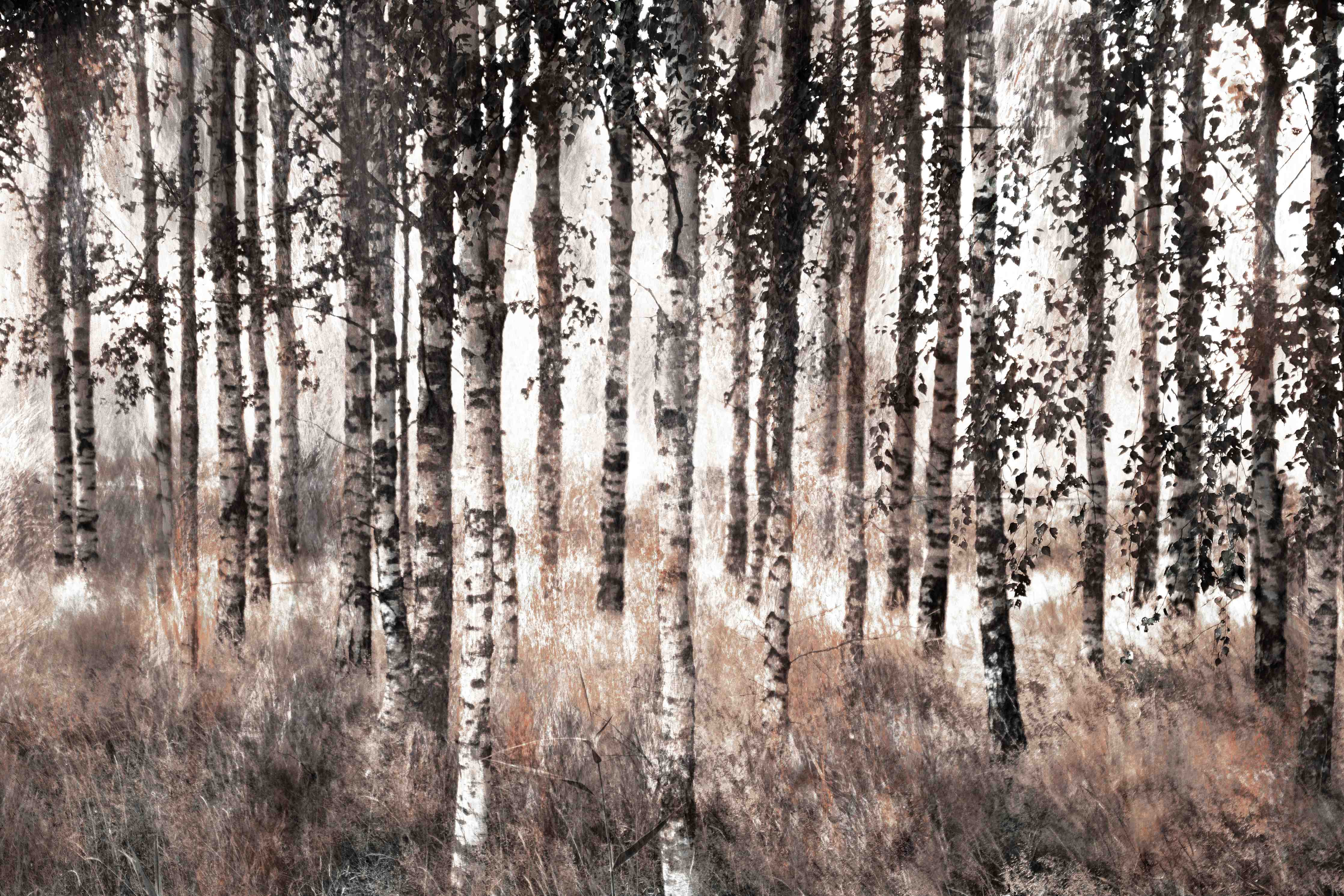 Große Wandbilder-Weiße Birken im Herbstwald