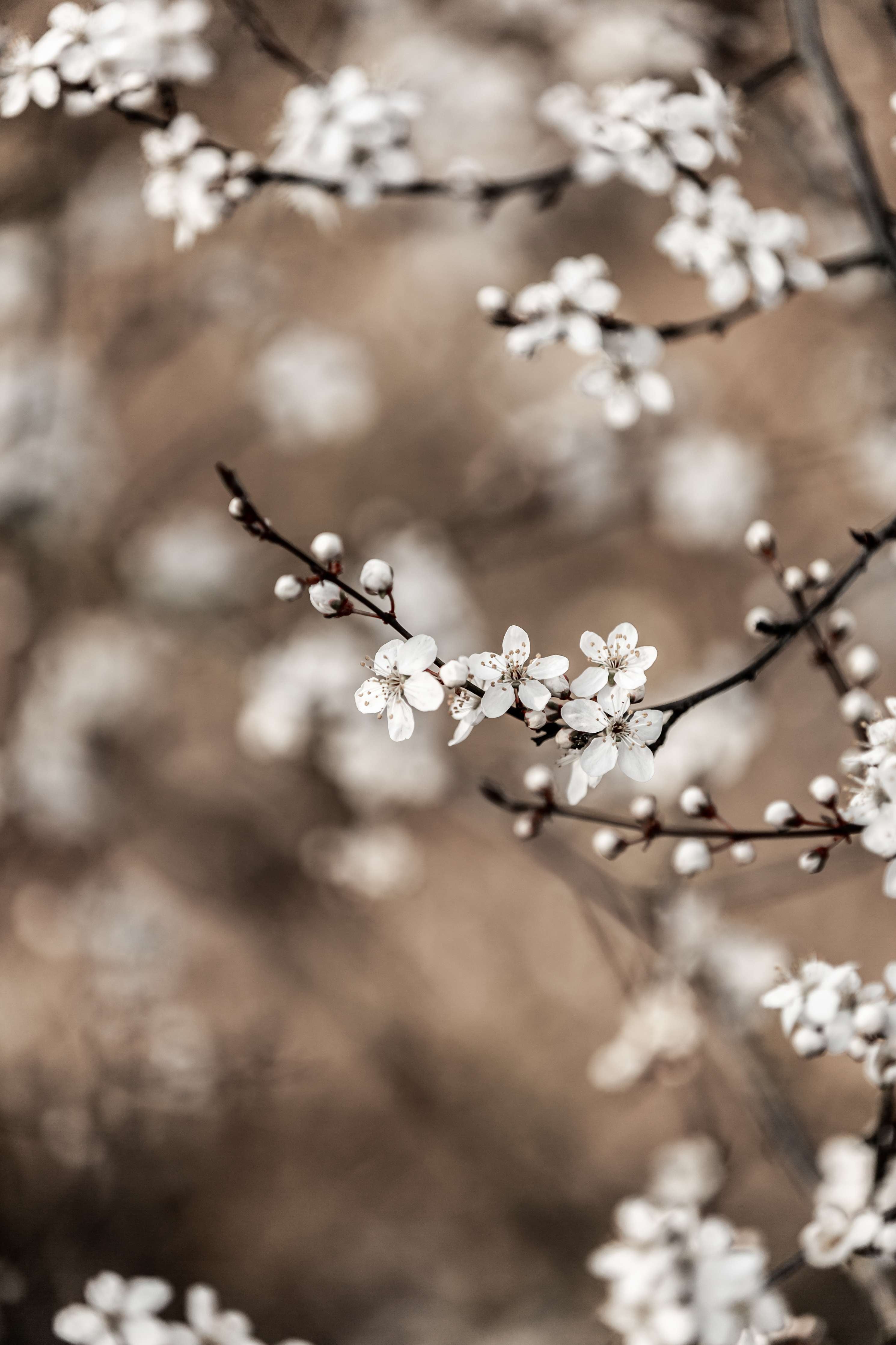 Große Wandbilder-Weiße Blüten auf braunem Zweig