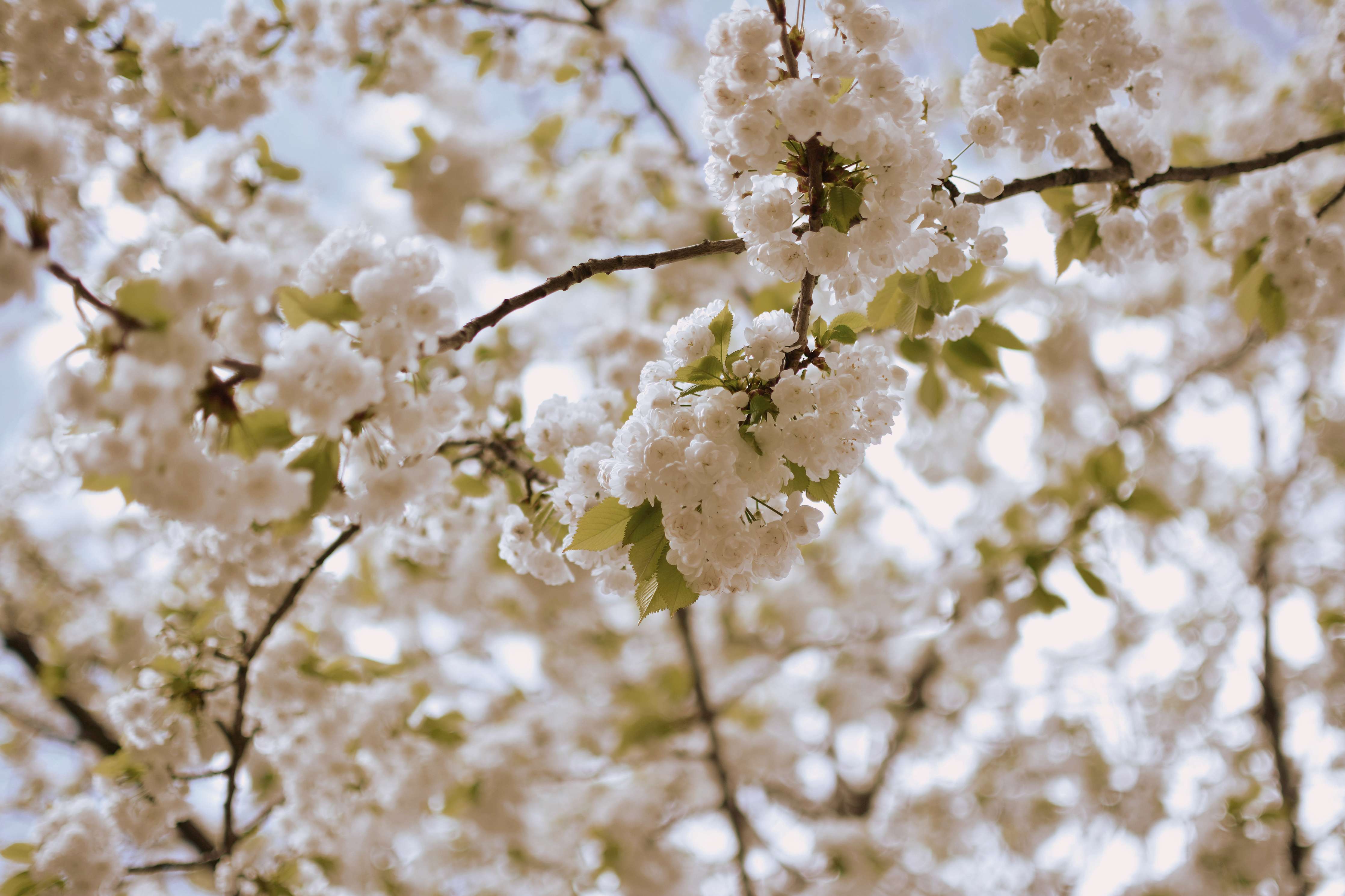Große Wandbilder-Weiße Blüten im Frühlingslicht