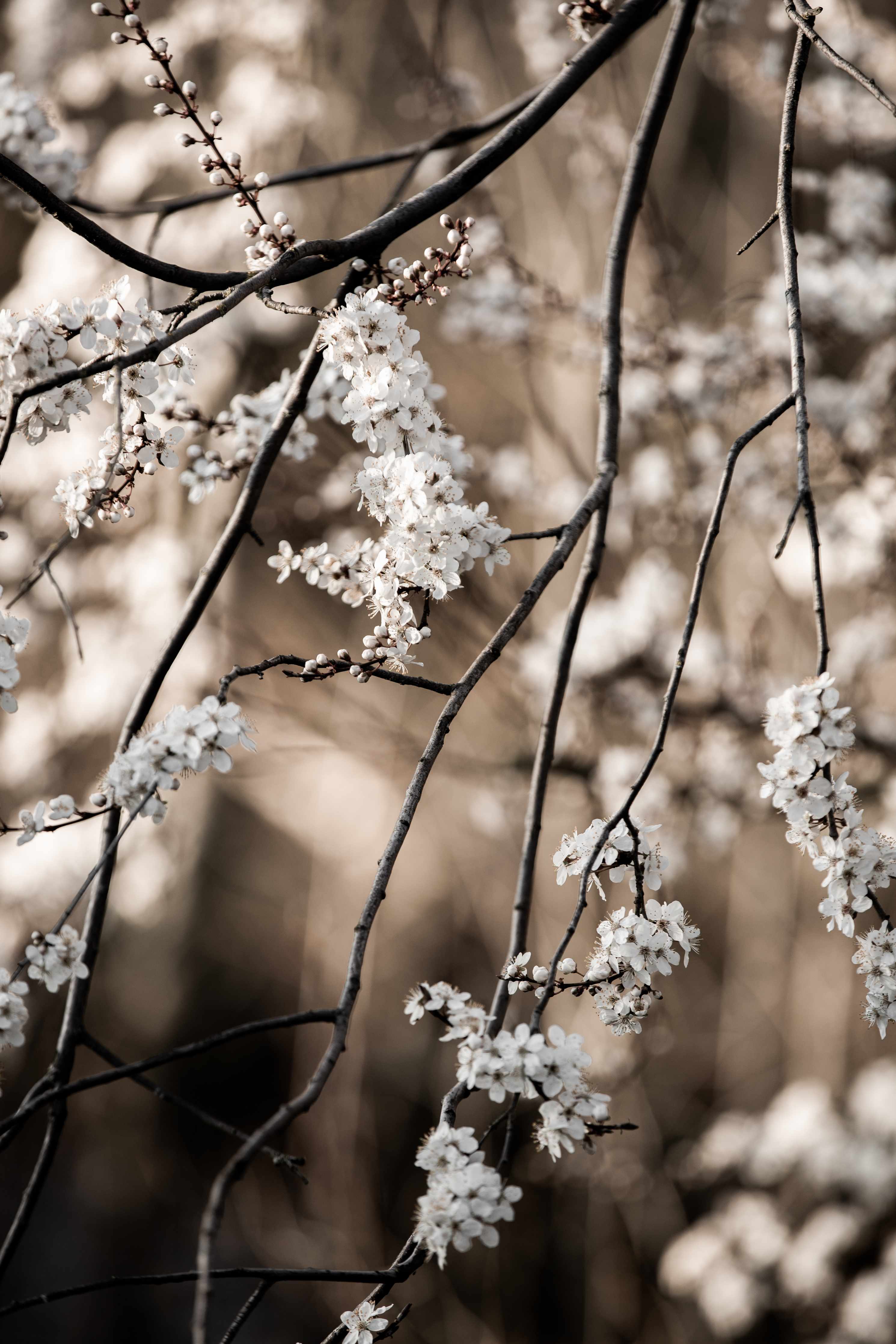 Große Wandbilder-Weiße Blütenzweige im Frühling