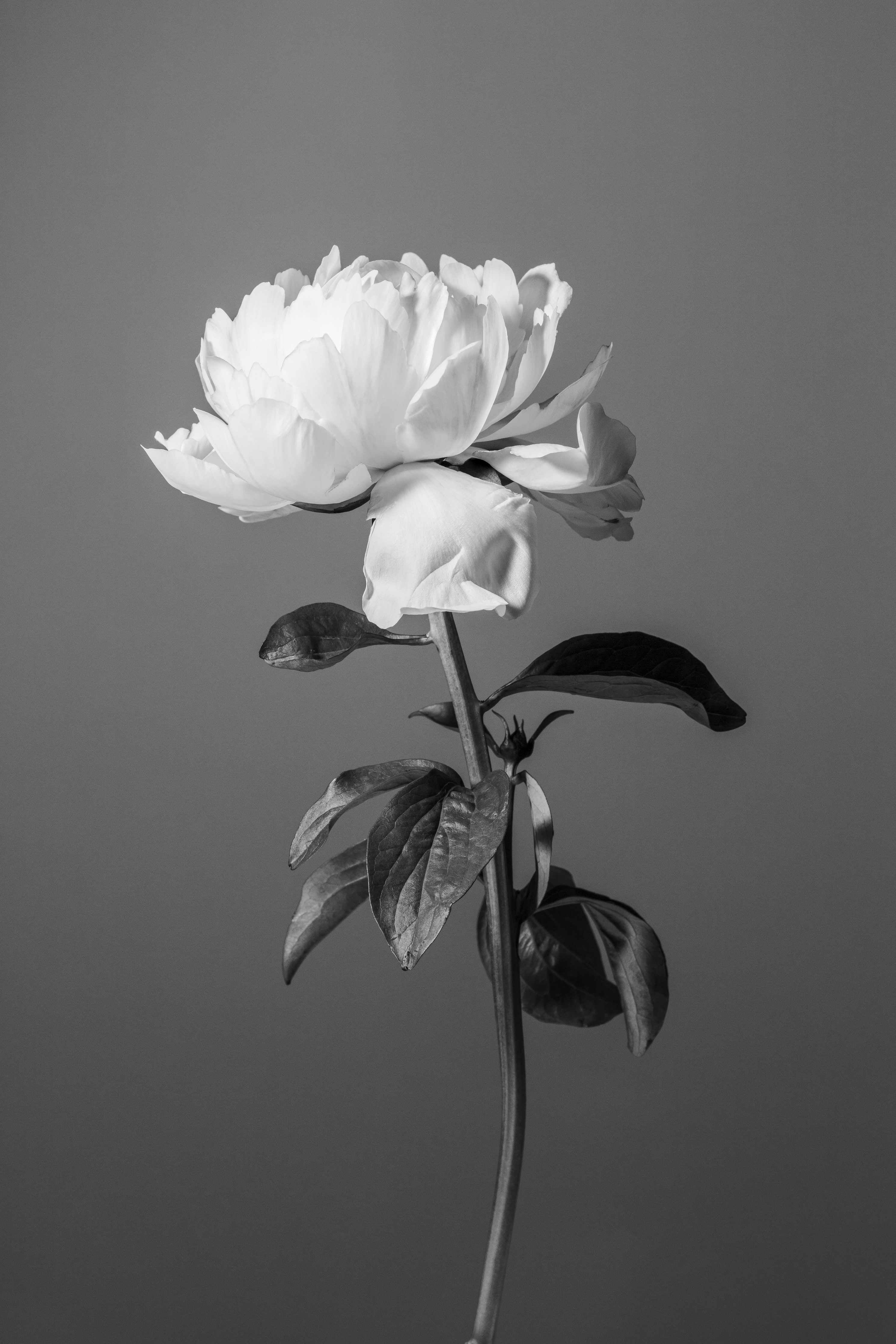 Große Wandbilder-Weiße Blume auf grauem Hintergrund