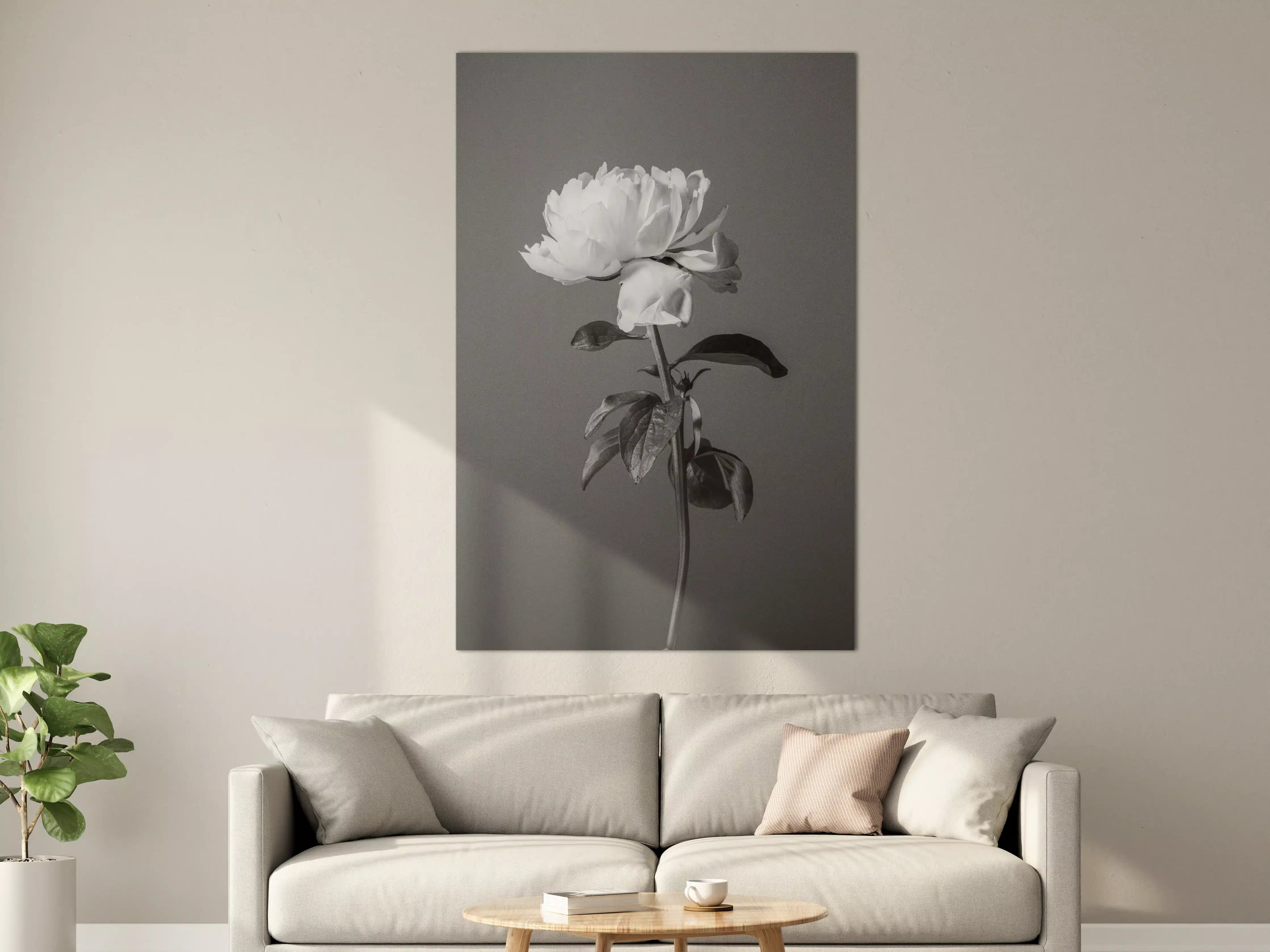 Große Wandbilder - Weiße Blume auf grauem Hintergrund