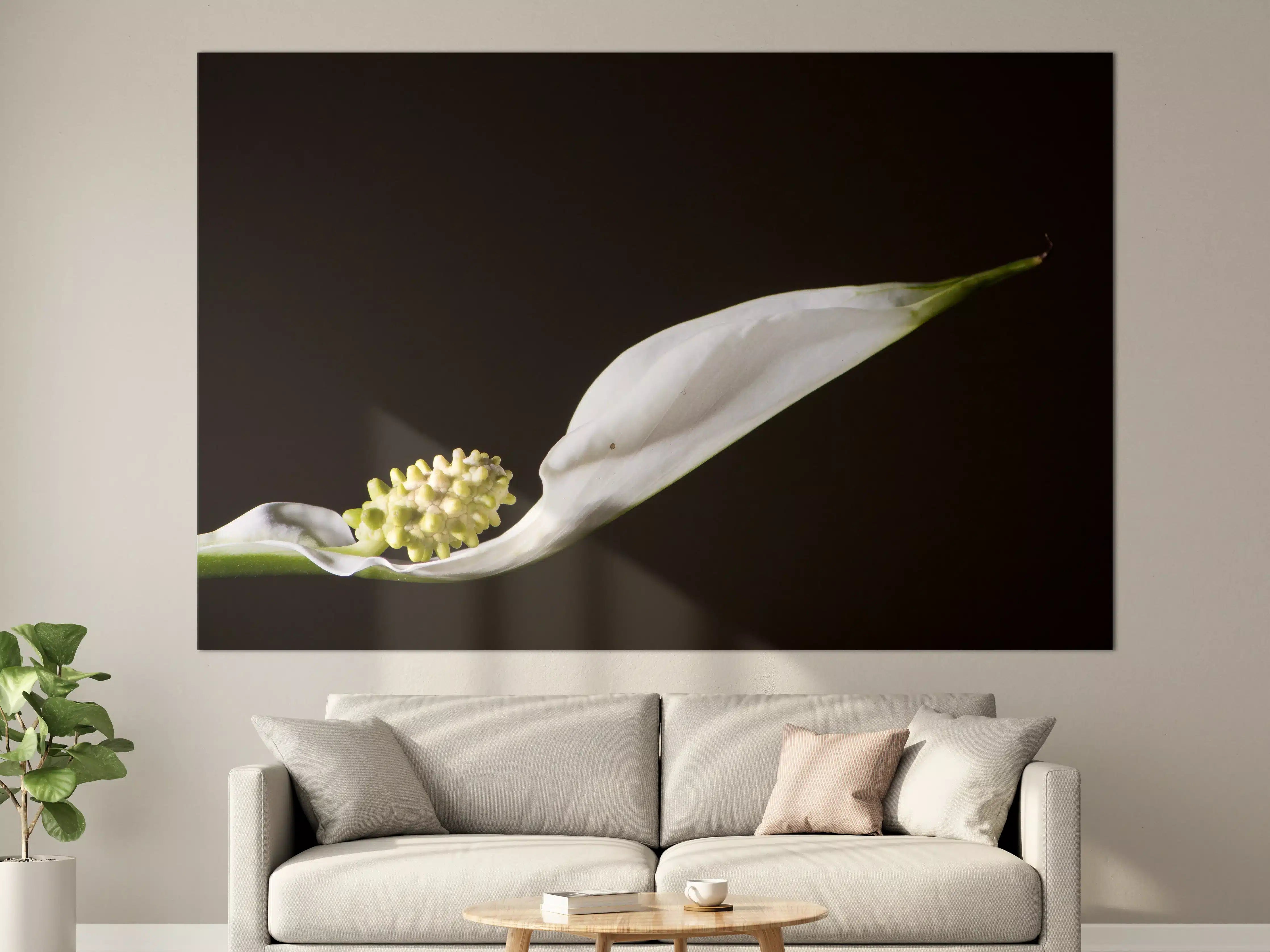 Große Wandbilder - Weiße Blume auf schwarzem Hintergrund
