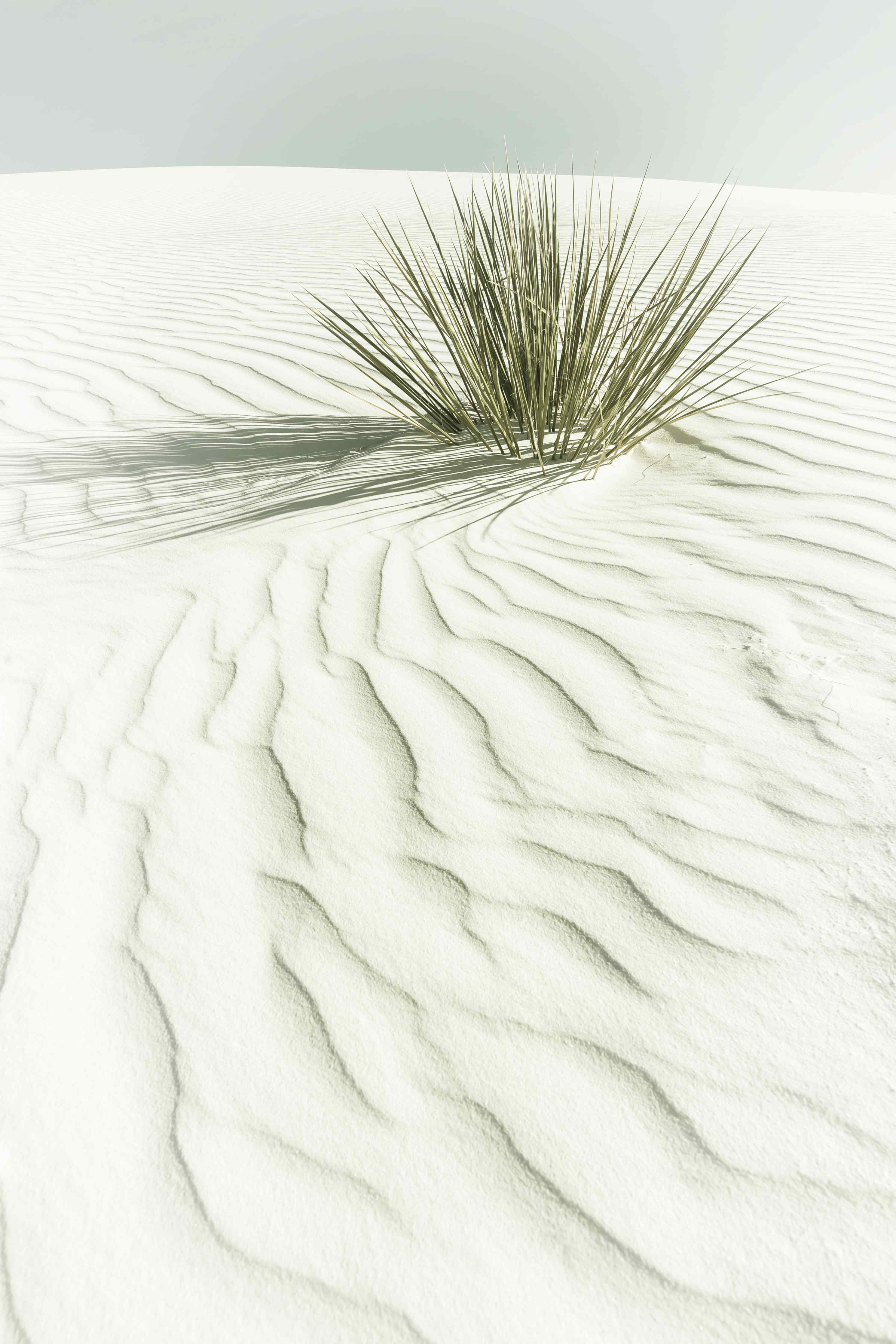 Große Wandbilder-Weiße Dünen mit Gras im Sand