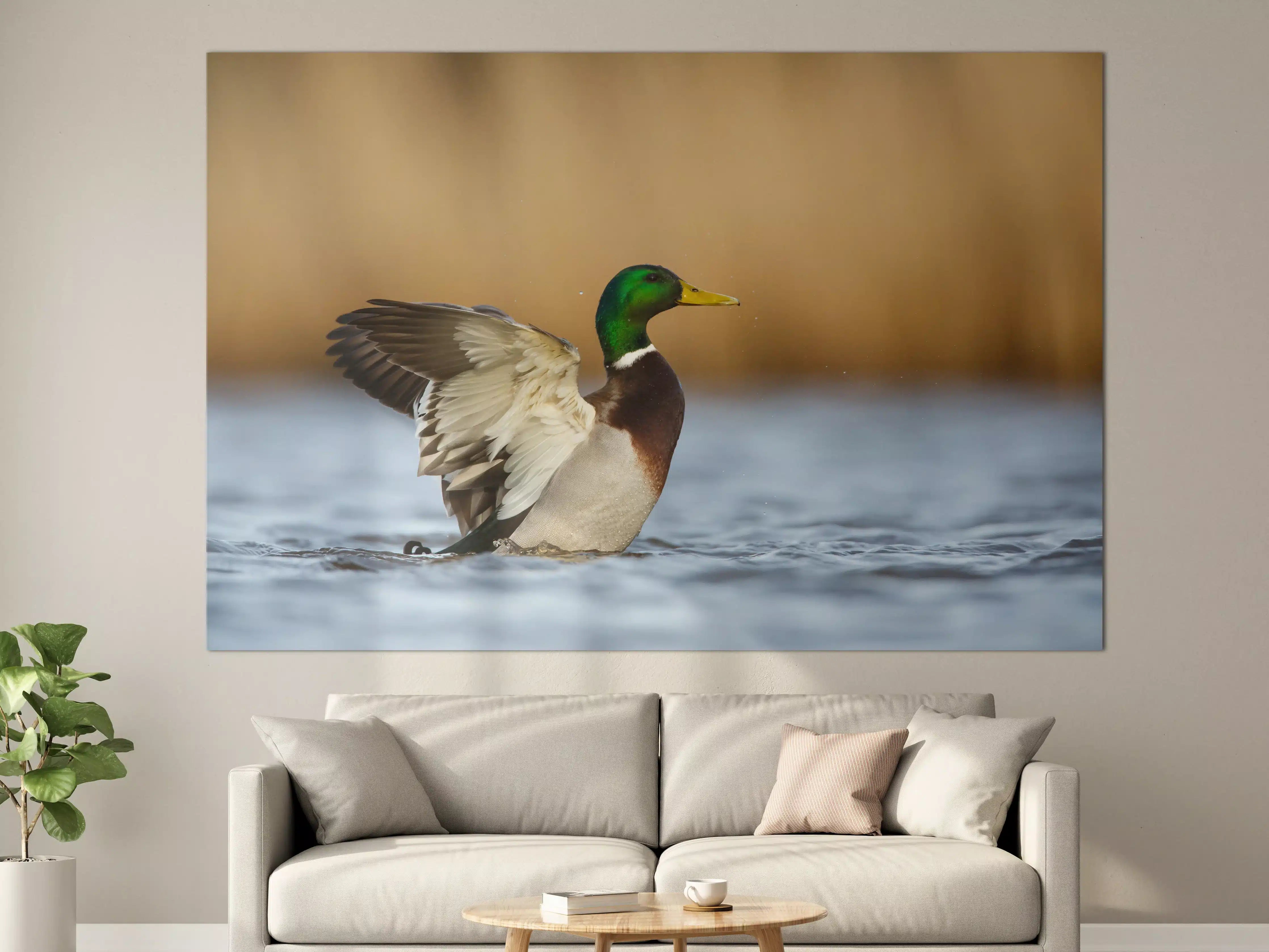Große Wandbilder - Wildente auf dem Wasser