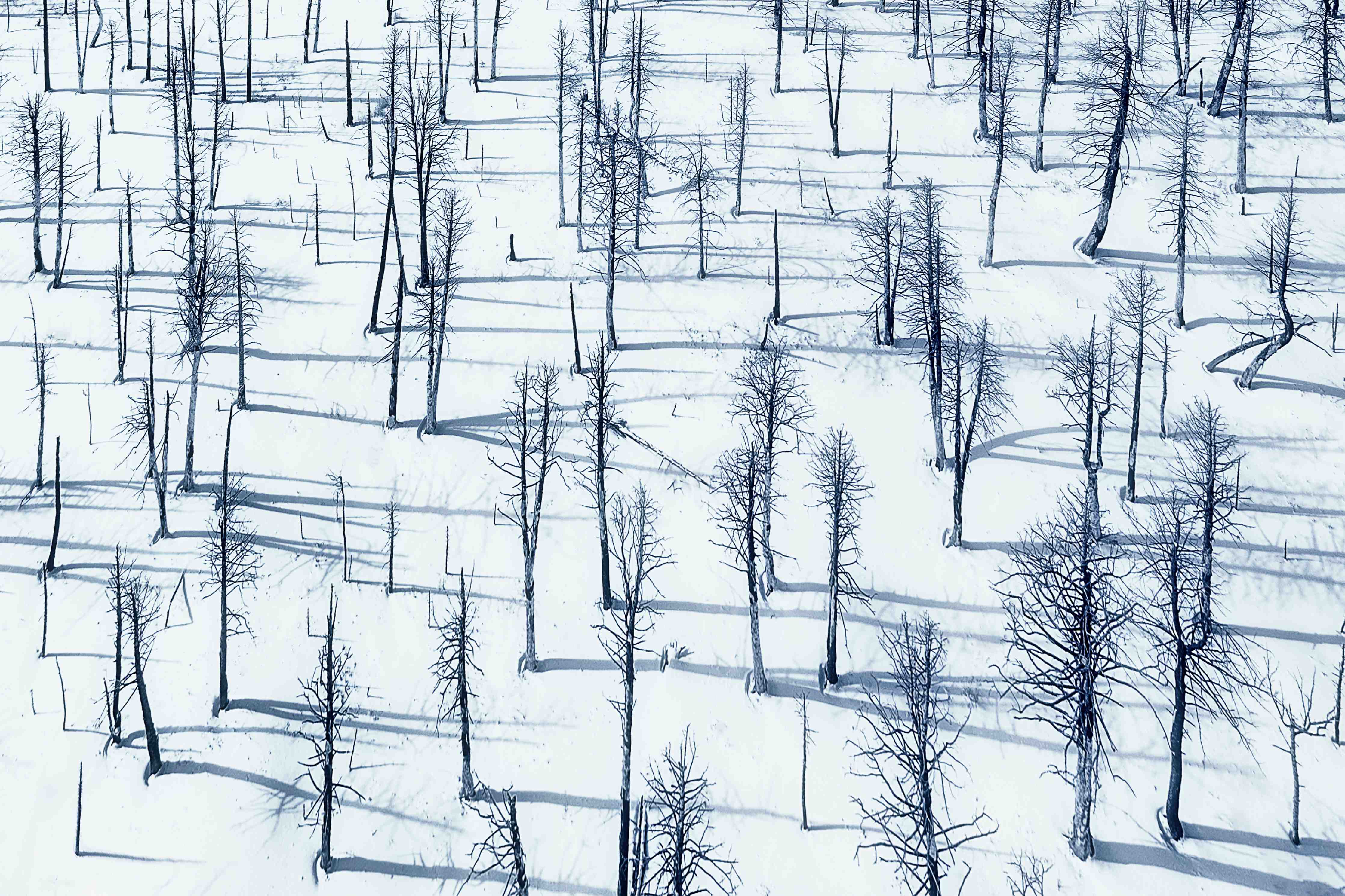Große Wandbilder-Winterliche Baumlandschaft in Weiß und Blau