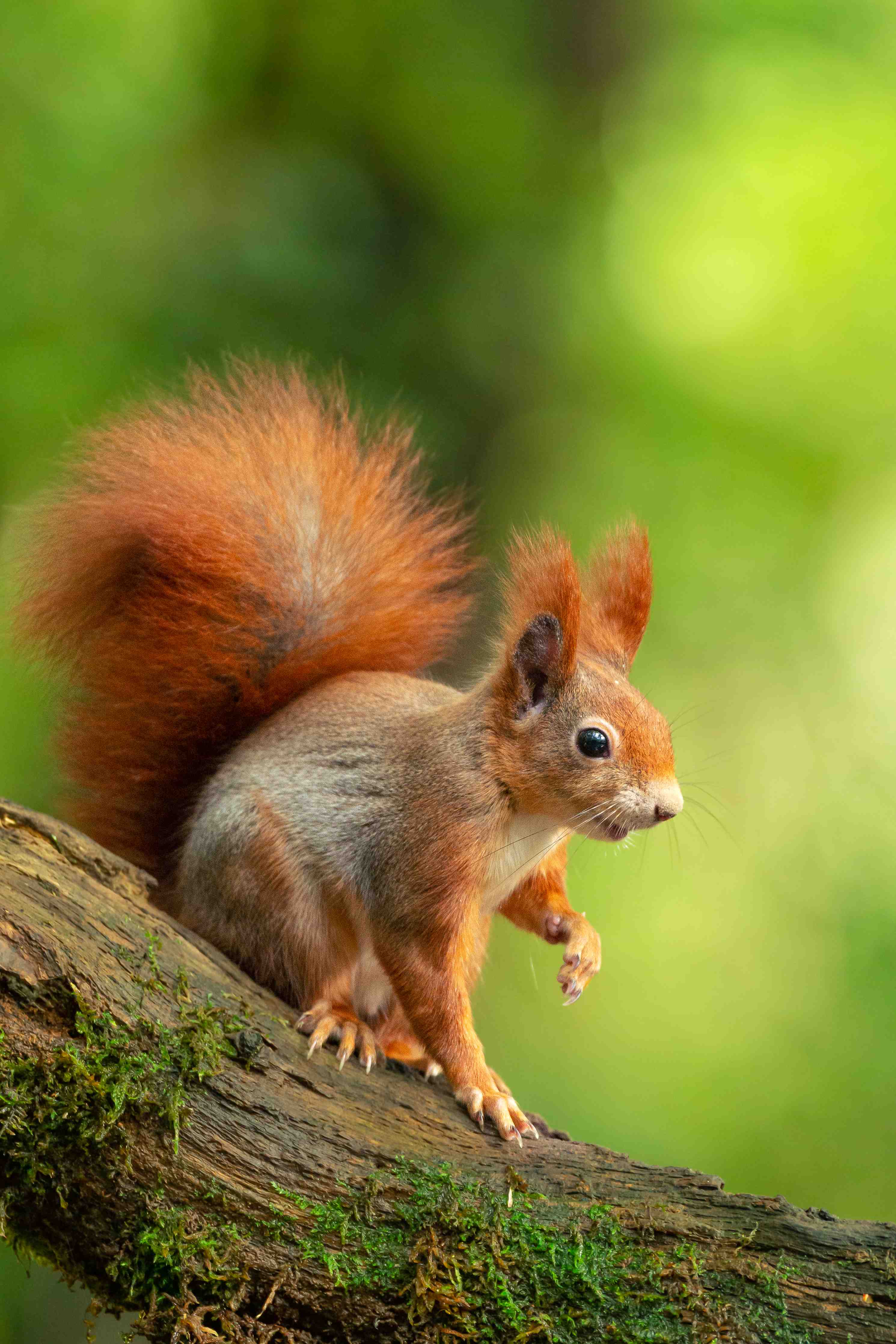 Große Wandbilder-Witziges Eichhörnchen auf Baumstamm