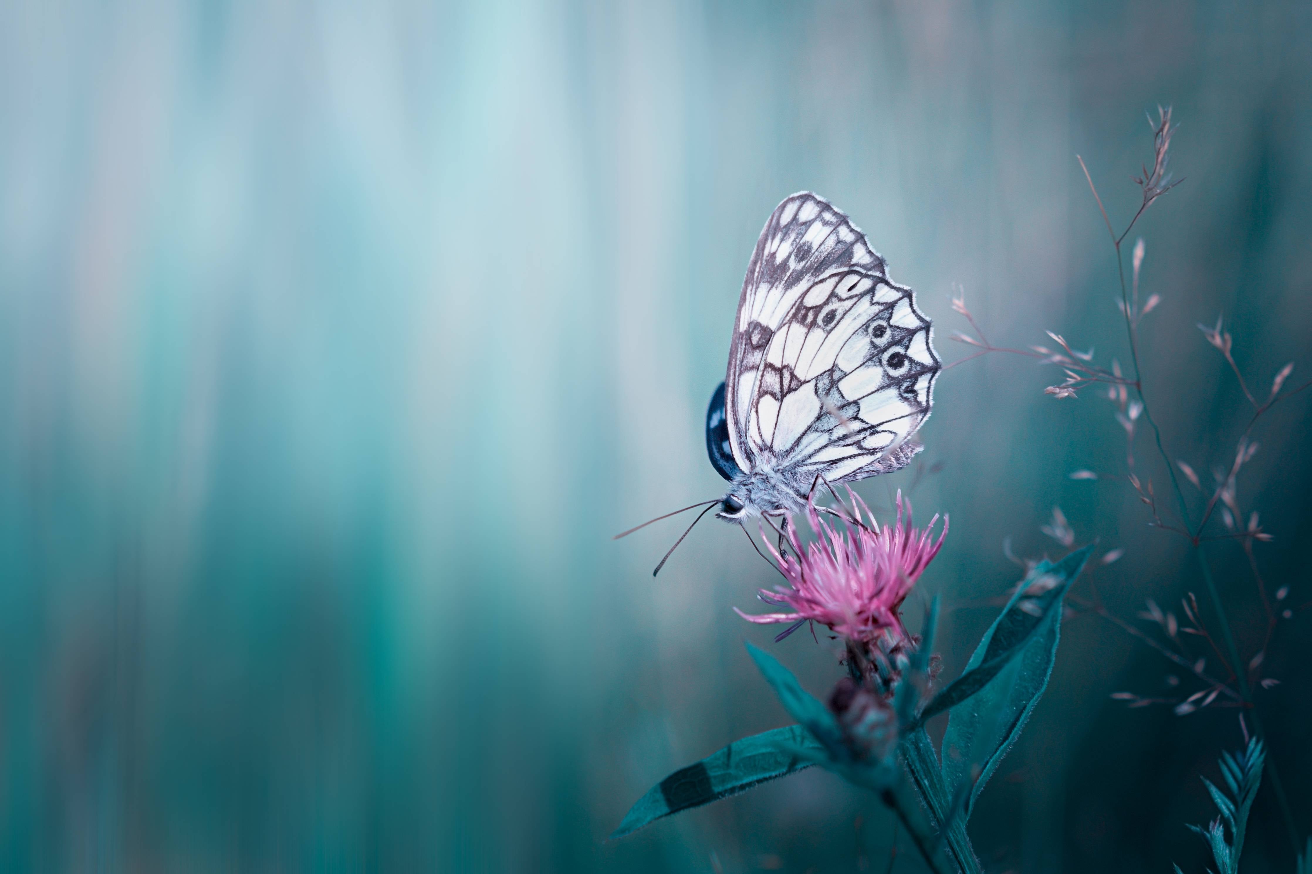 Große Wandbilder-Zart schimmernder Schmetterling auf Blume