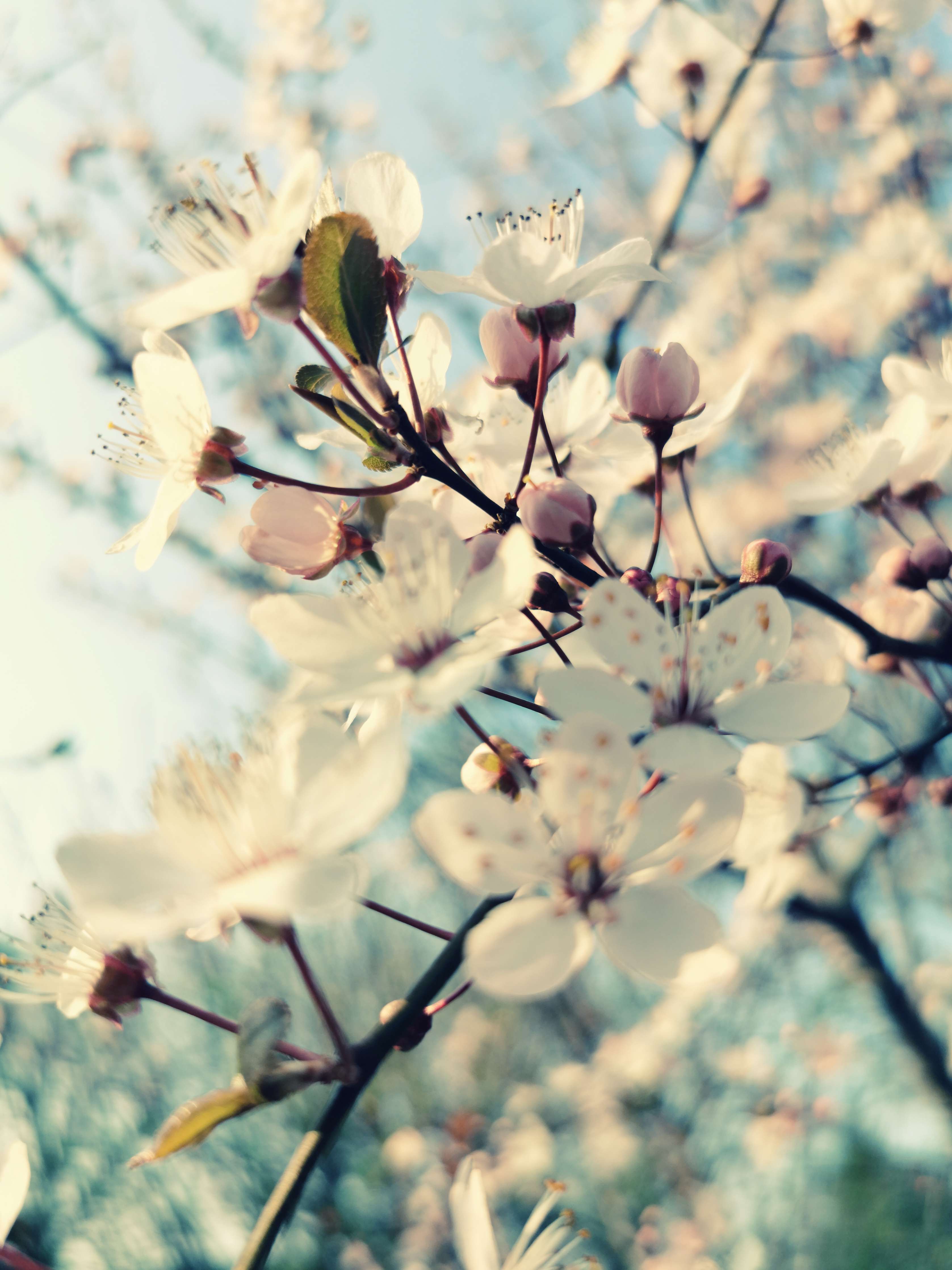 Große Wandbilder-Zarte Blüten im Frühlingslicht