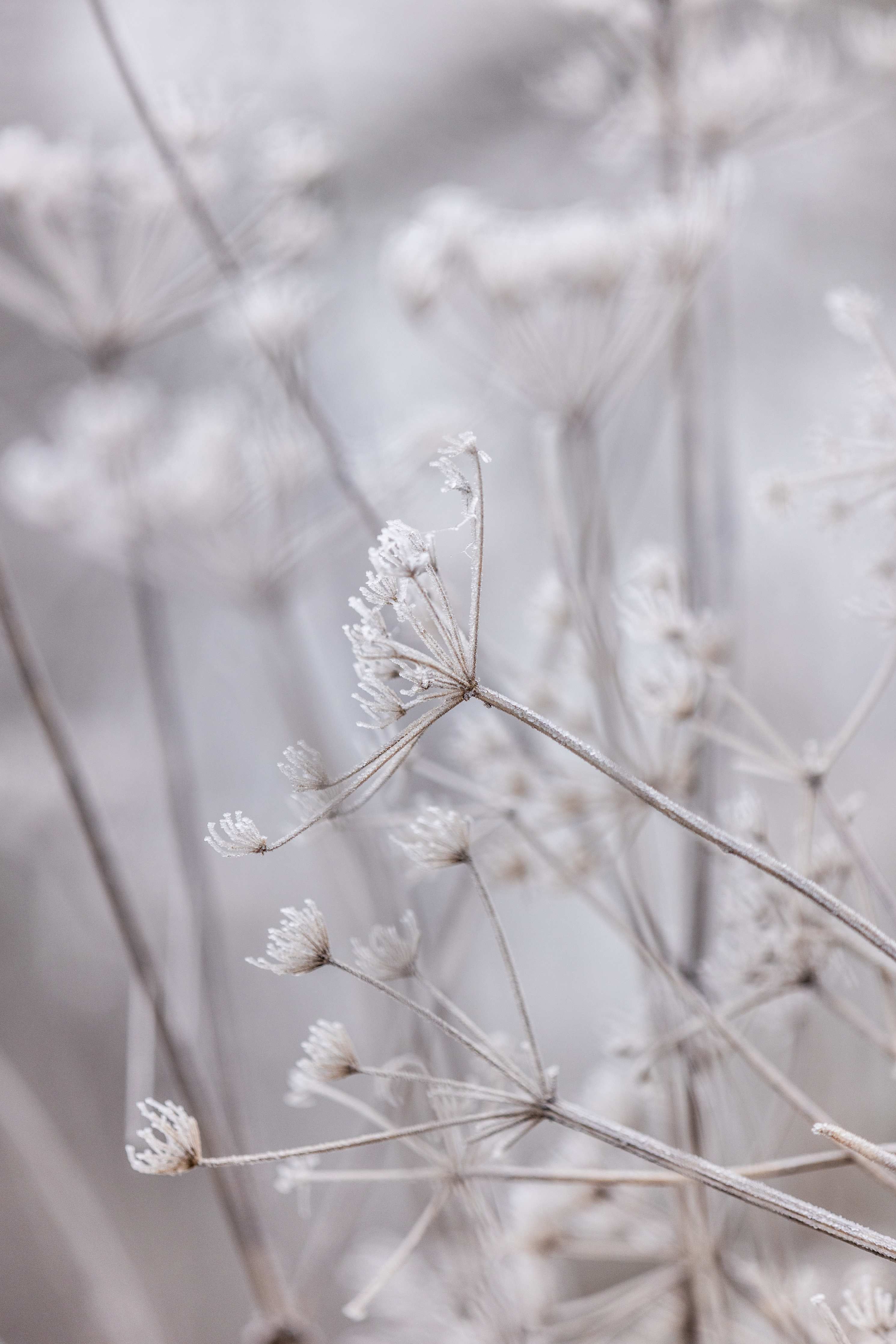 Große Wandbilder-Zarte Getreideähren im Winterlicht