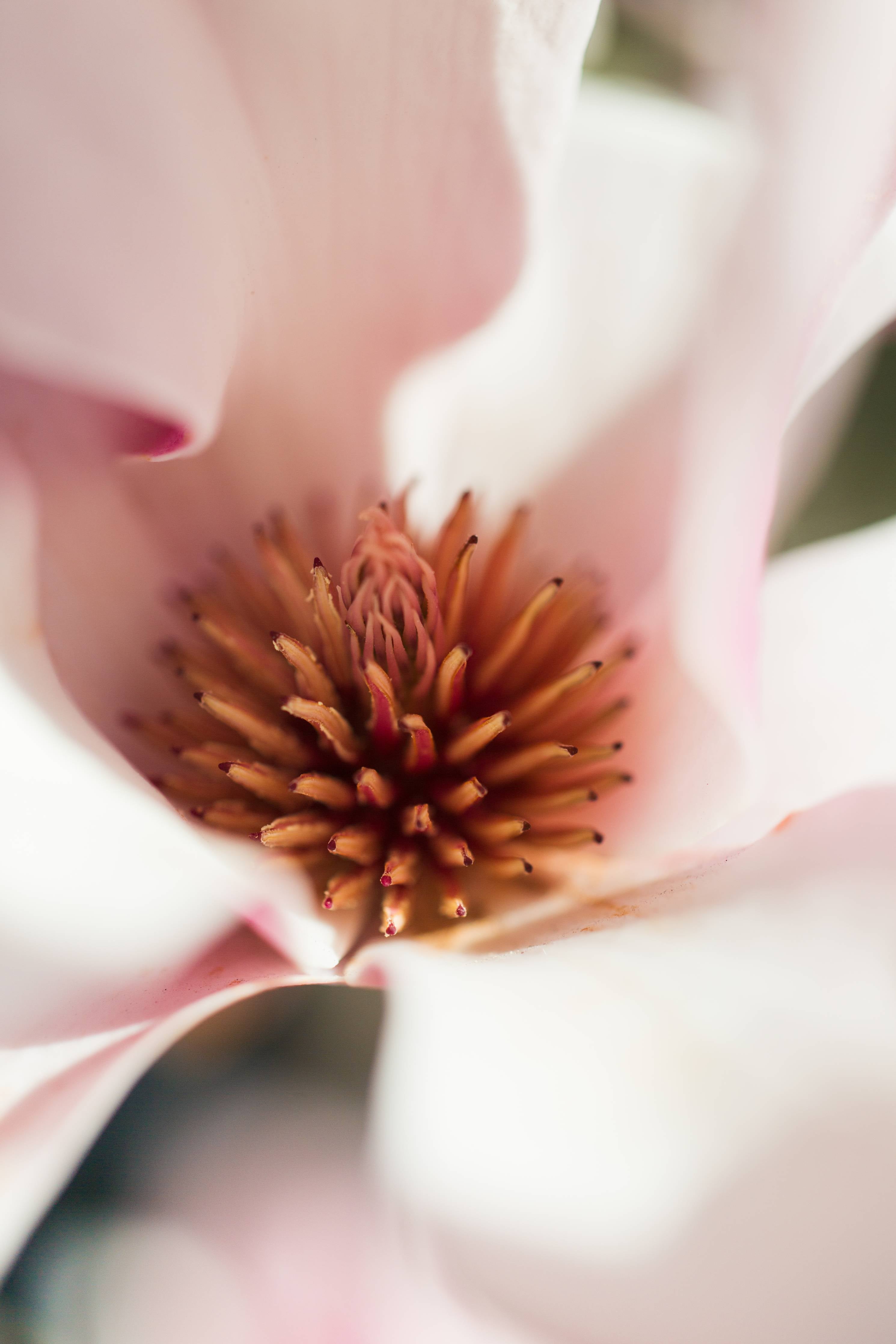 Große Wandbilder-Zarte Magnolia in Nahaufnahme