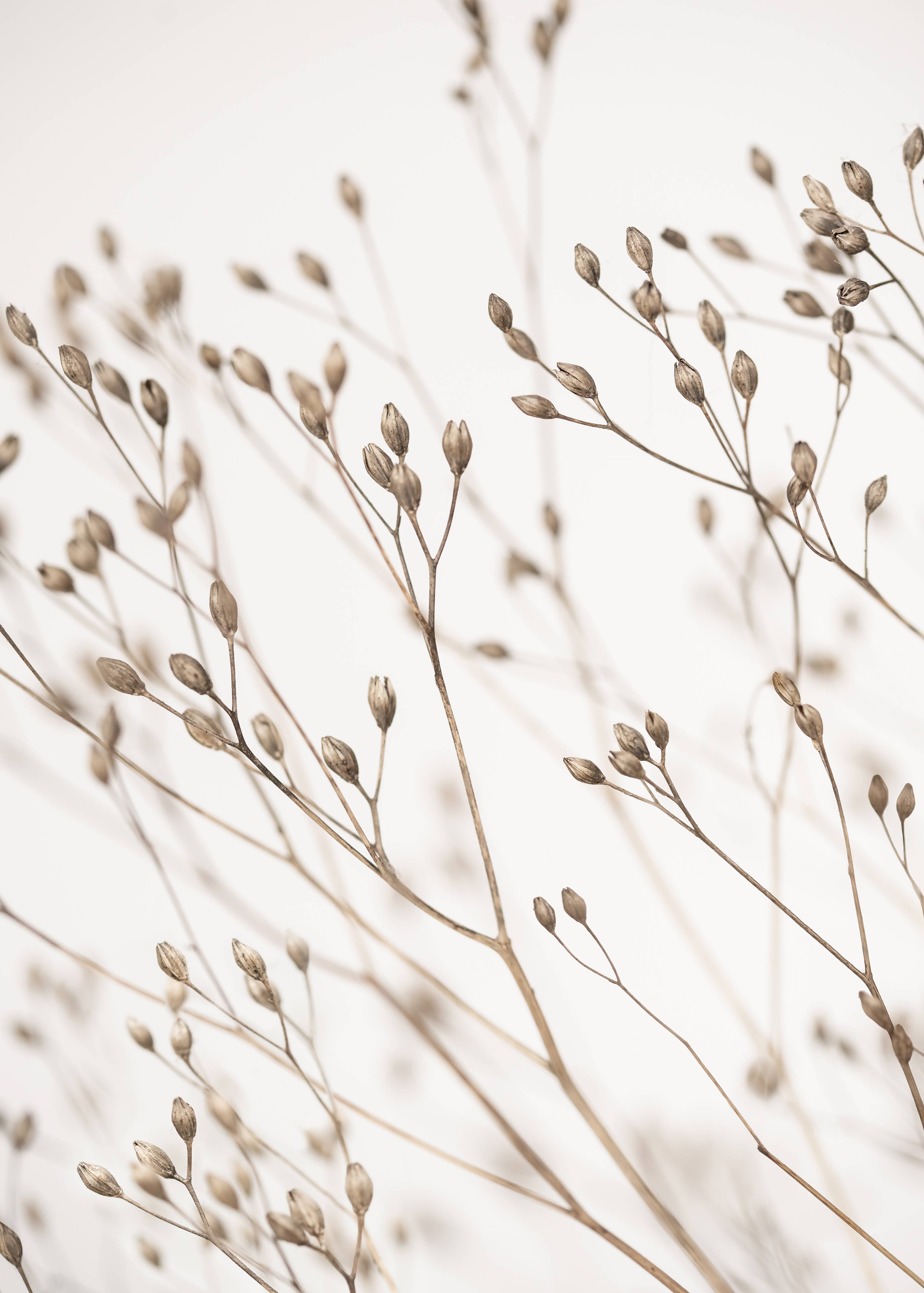 Große Wandbilder-Zarte Zweige mit Knospen in neutralen Tönen