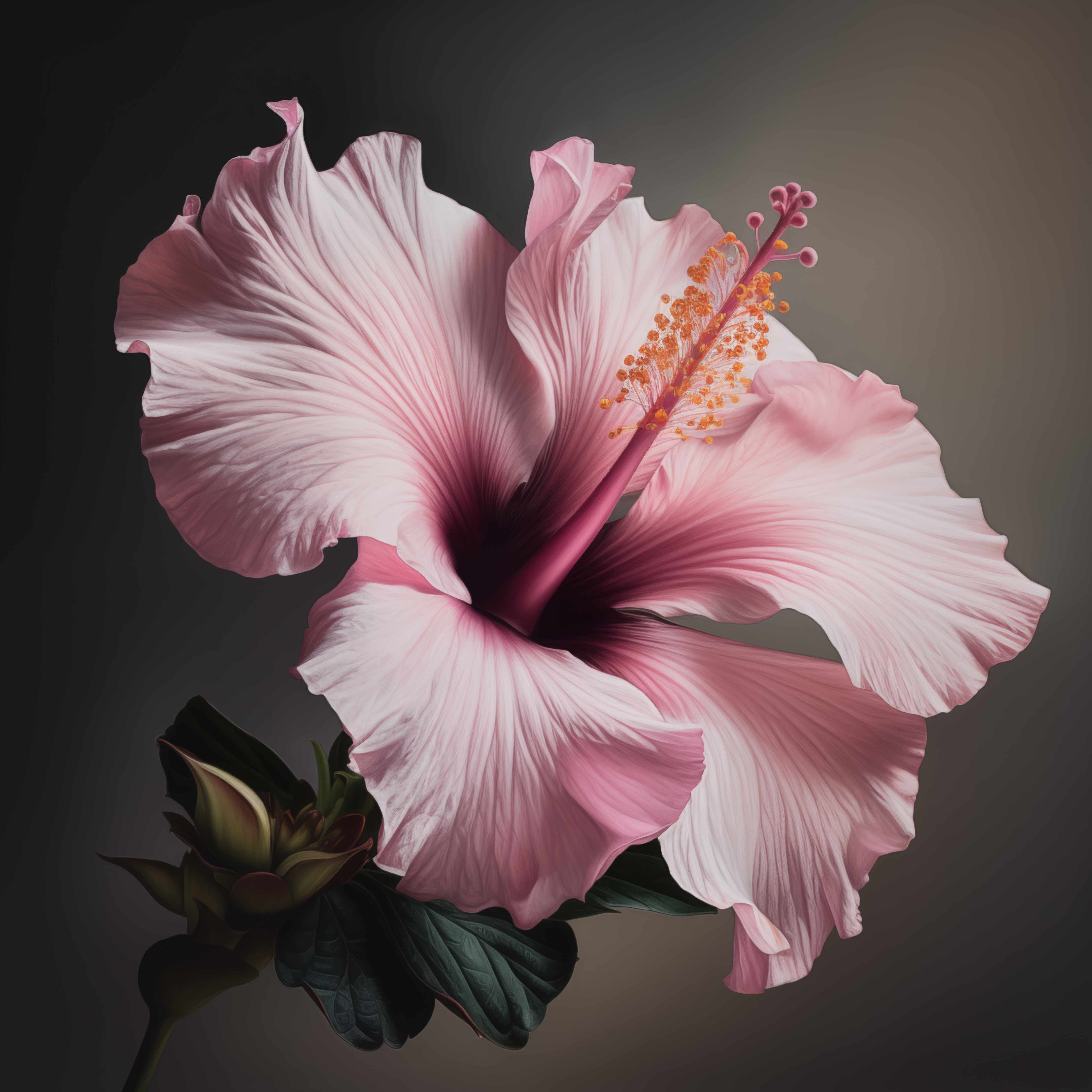 Große Wandbilder-Zarte pinke Hibiskusblüte
