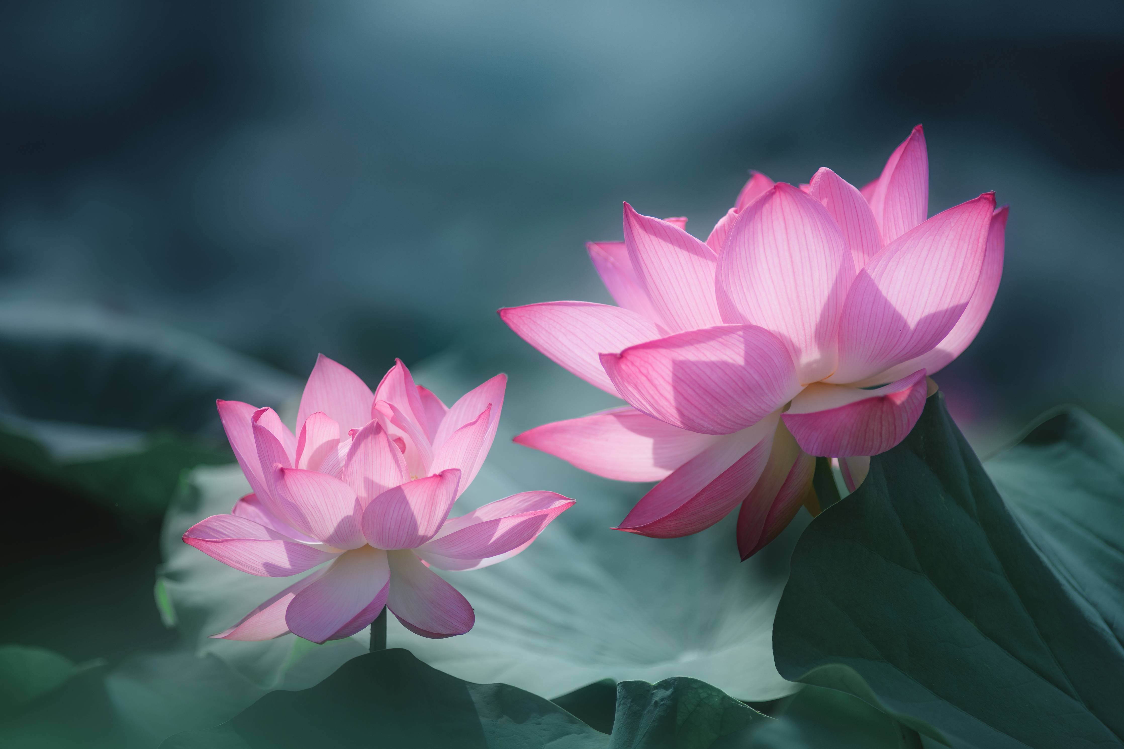 Große Wandbilder-Zarte pinke Lotusblumen auf Wasser mit Blättern