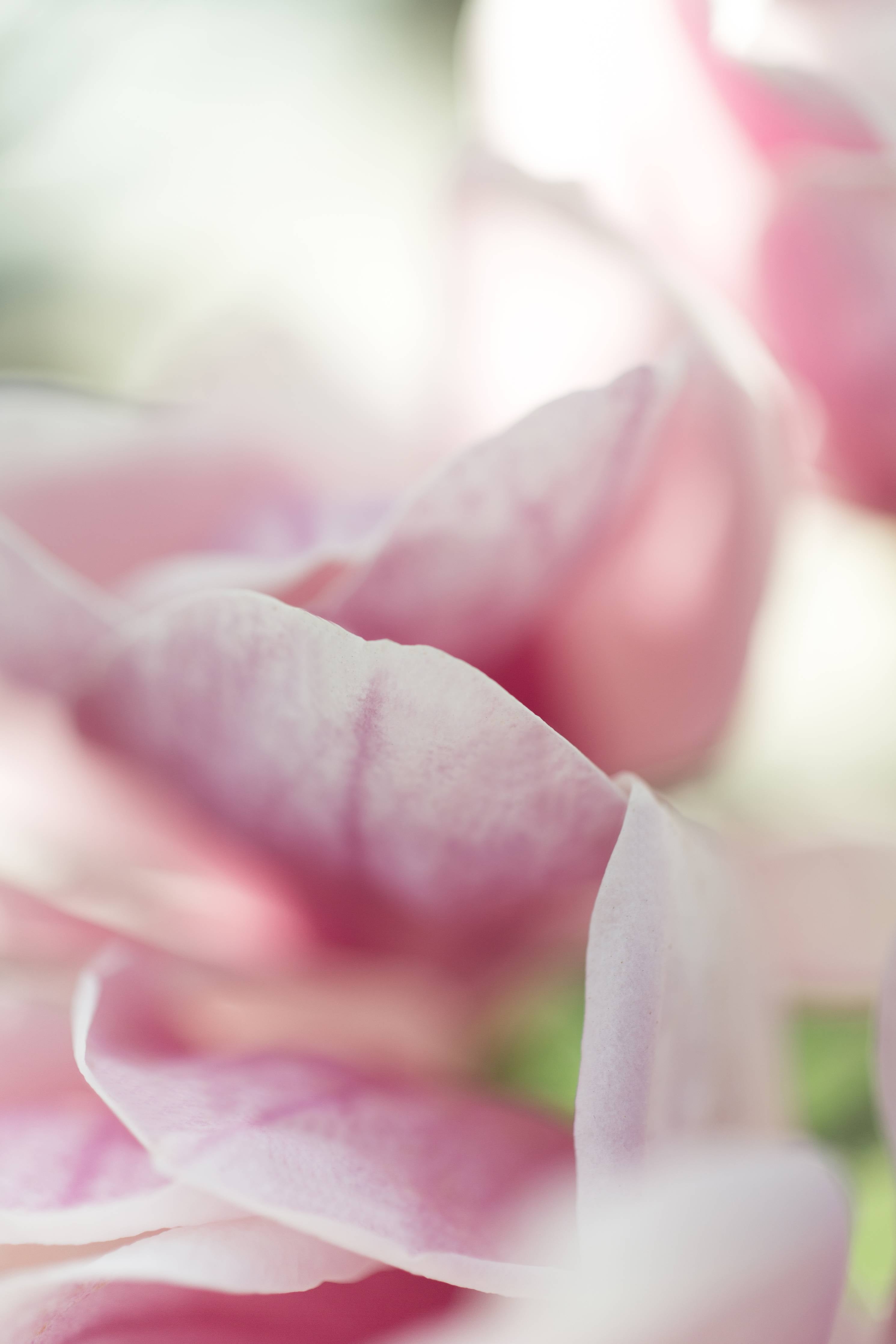 Große Wandbilder-Zarte pinke Rosenblüten in Nahaufnahme