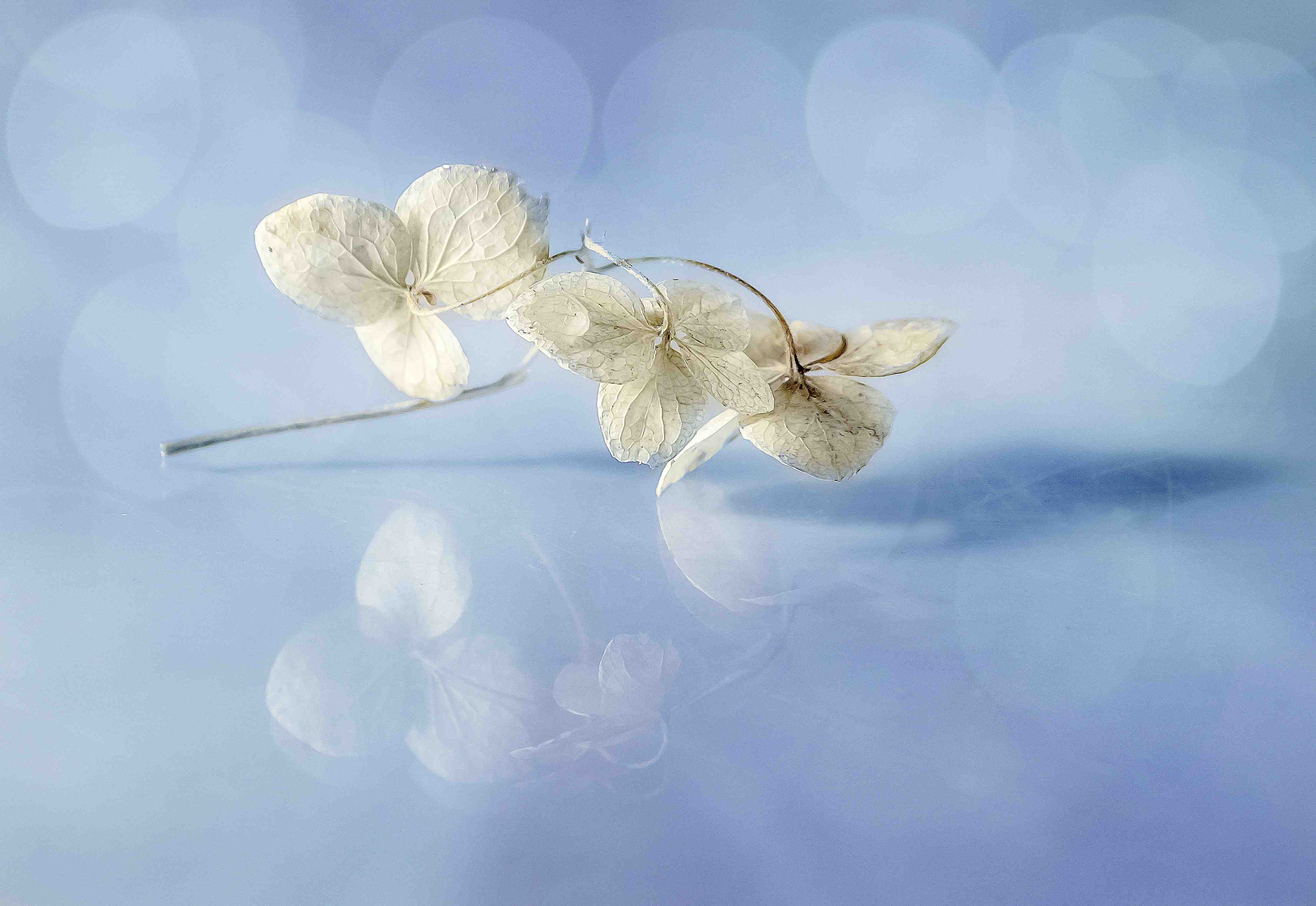 Große Wandbilder-Zarte weiße Blumen auf blauem Hintergrund