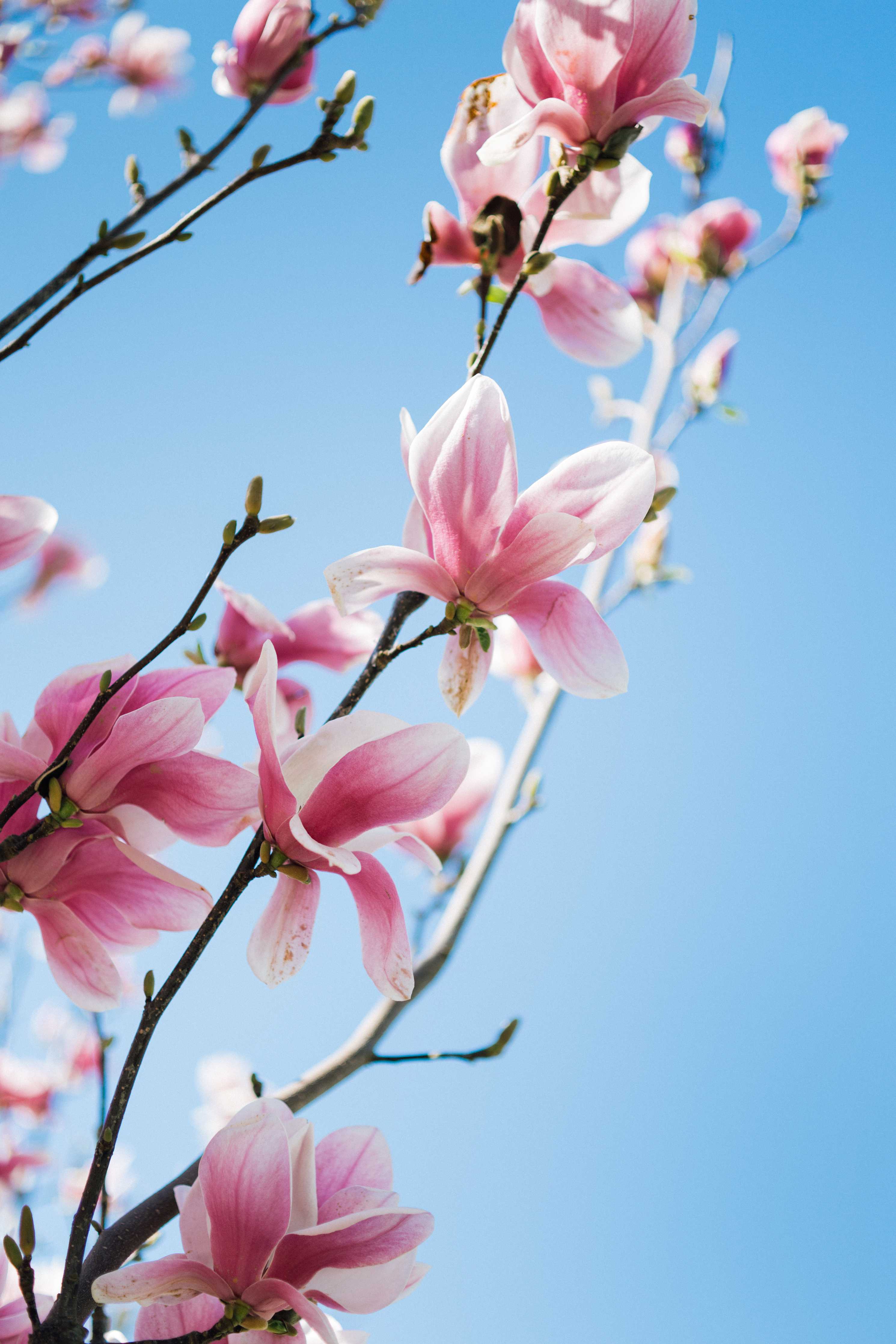 Große Wandbilder-Zartrosa Magnolienblüten vor blauem Himmel