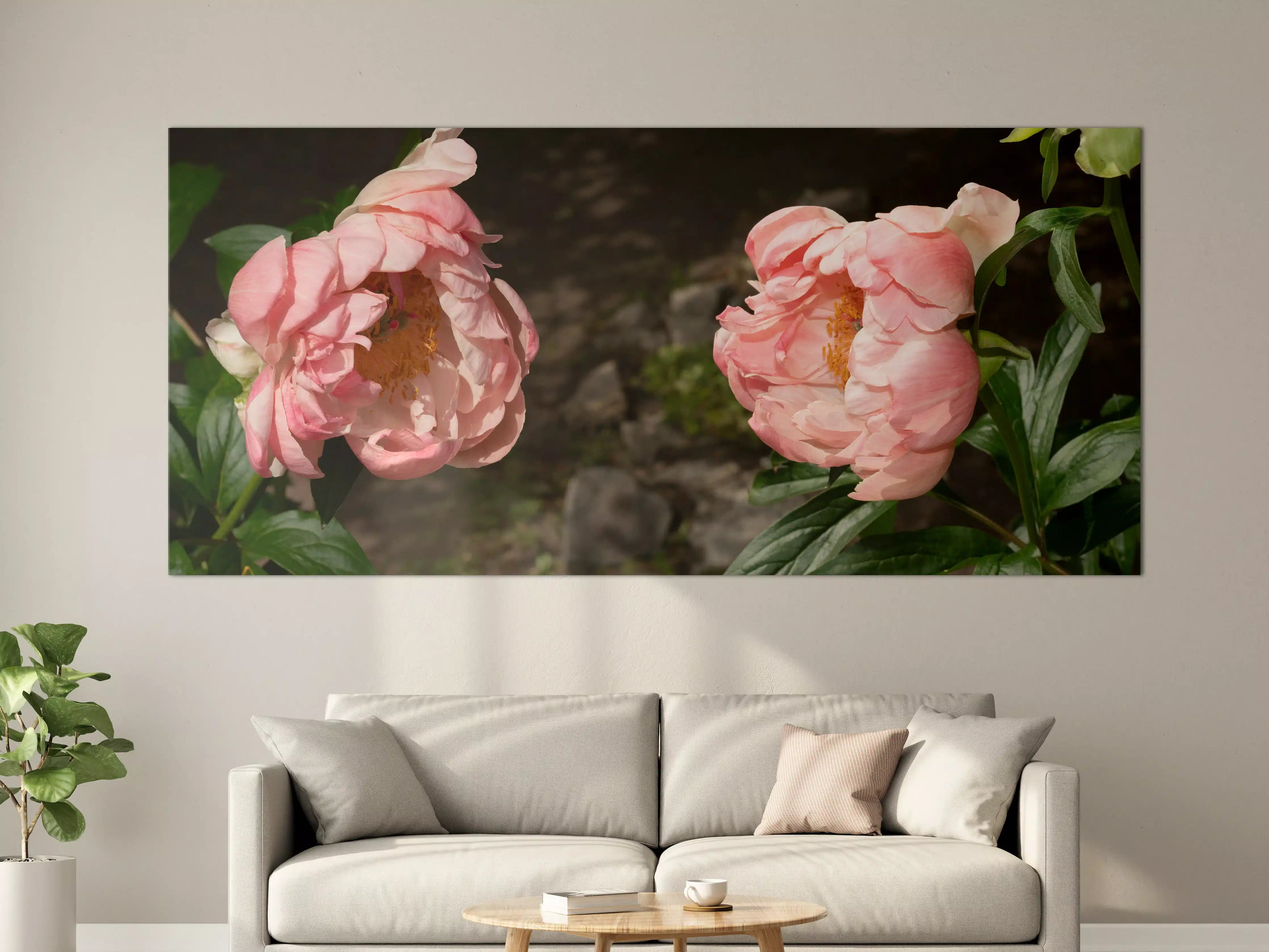 Große Wandbilder - Zwei rosa Pfingstrosen in einem alten Garten.