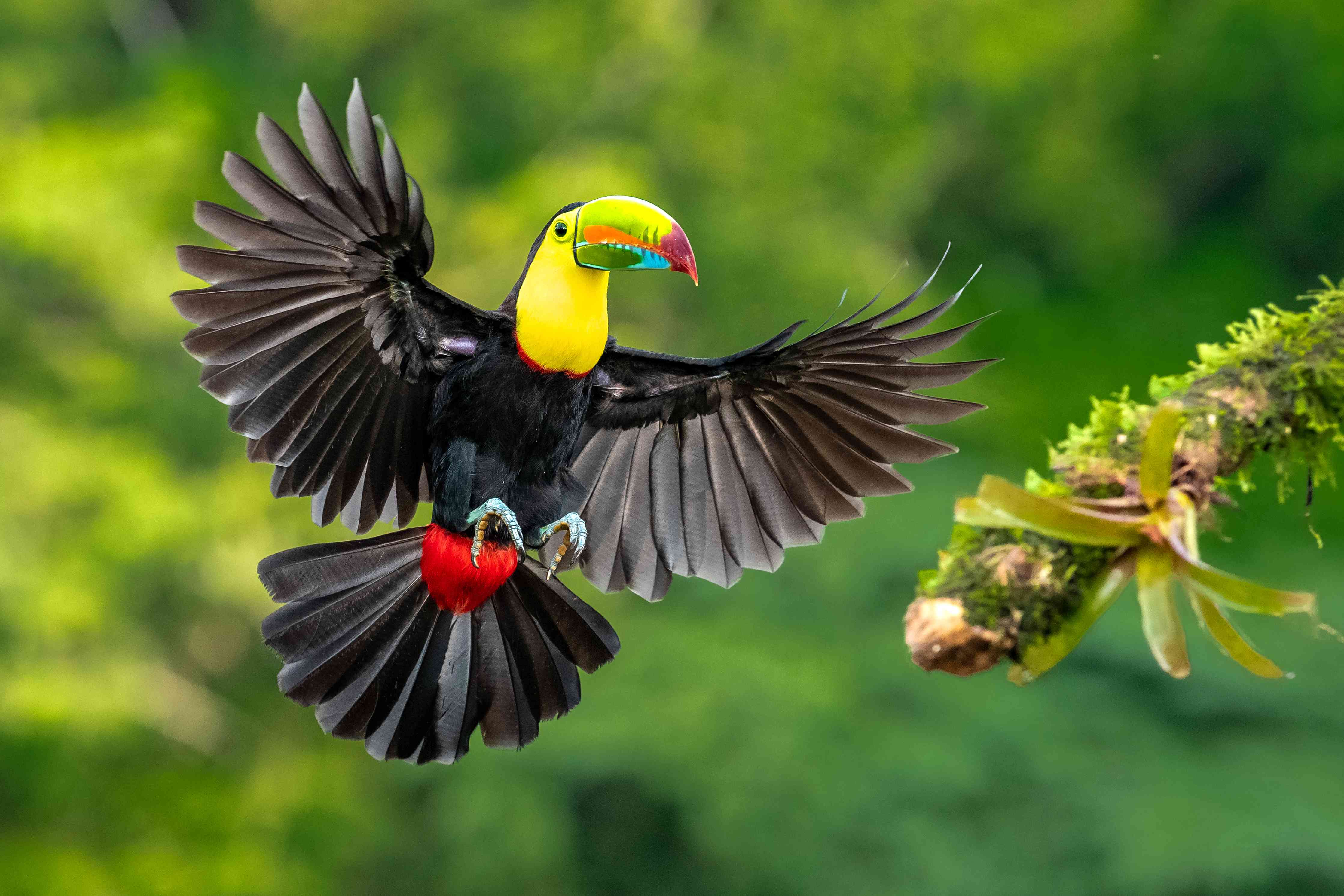 Große Wandbilder-farbenfroher Tukan in Flugpose