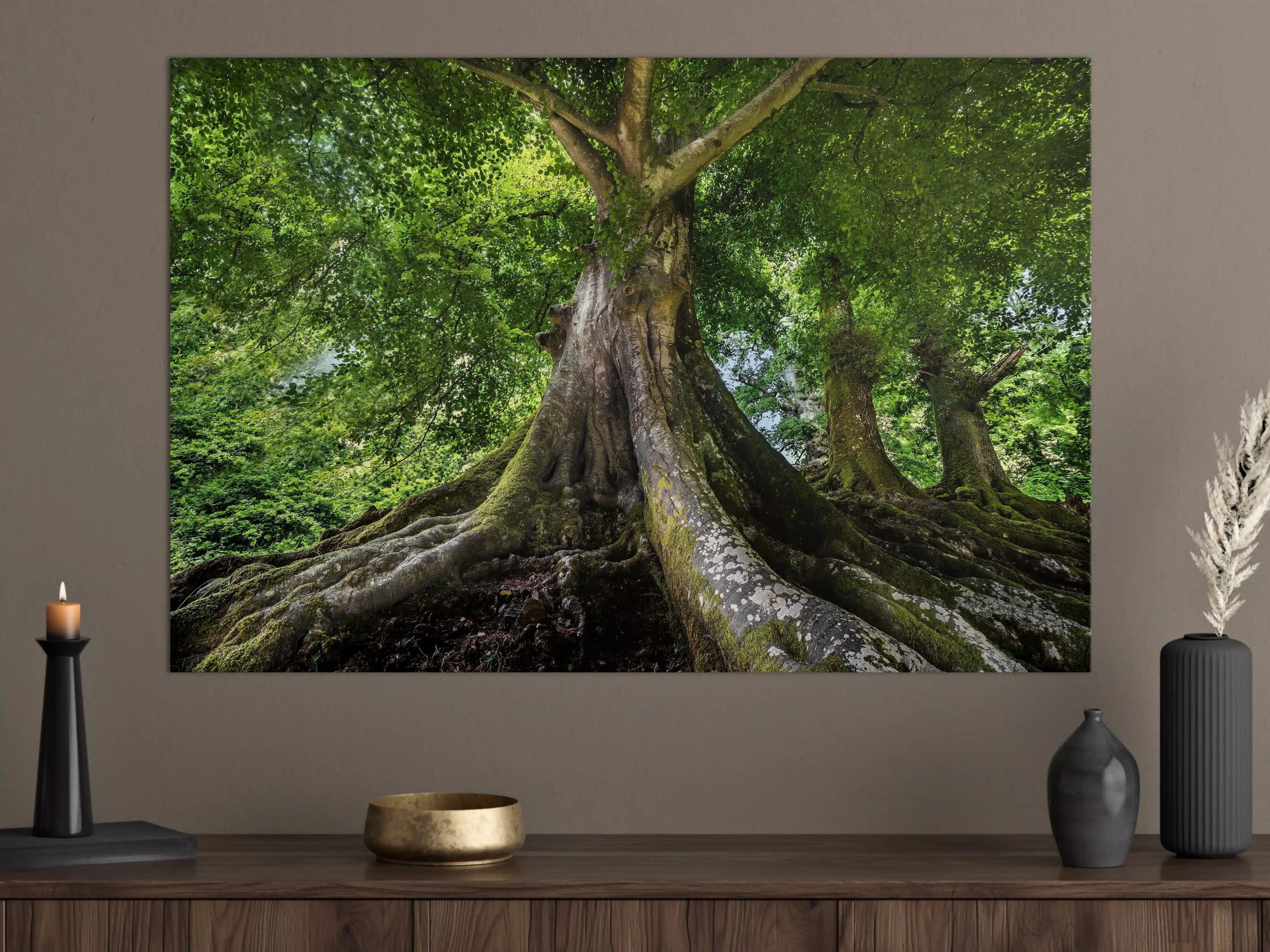 Große Wandbilder - großer alter Baum in Froschperspektive