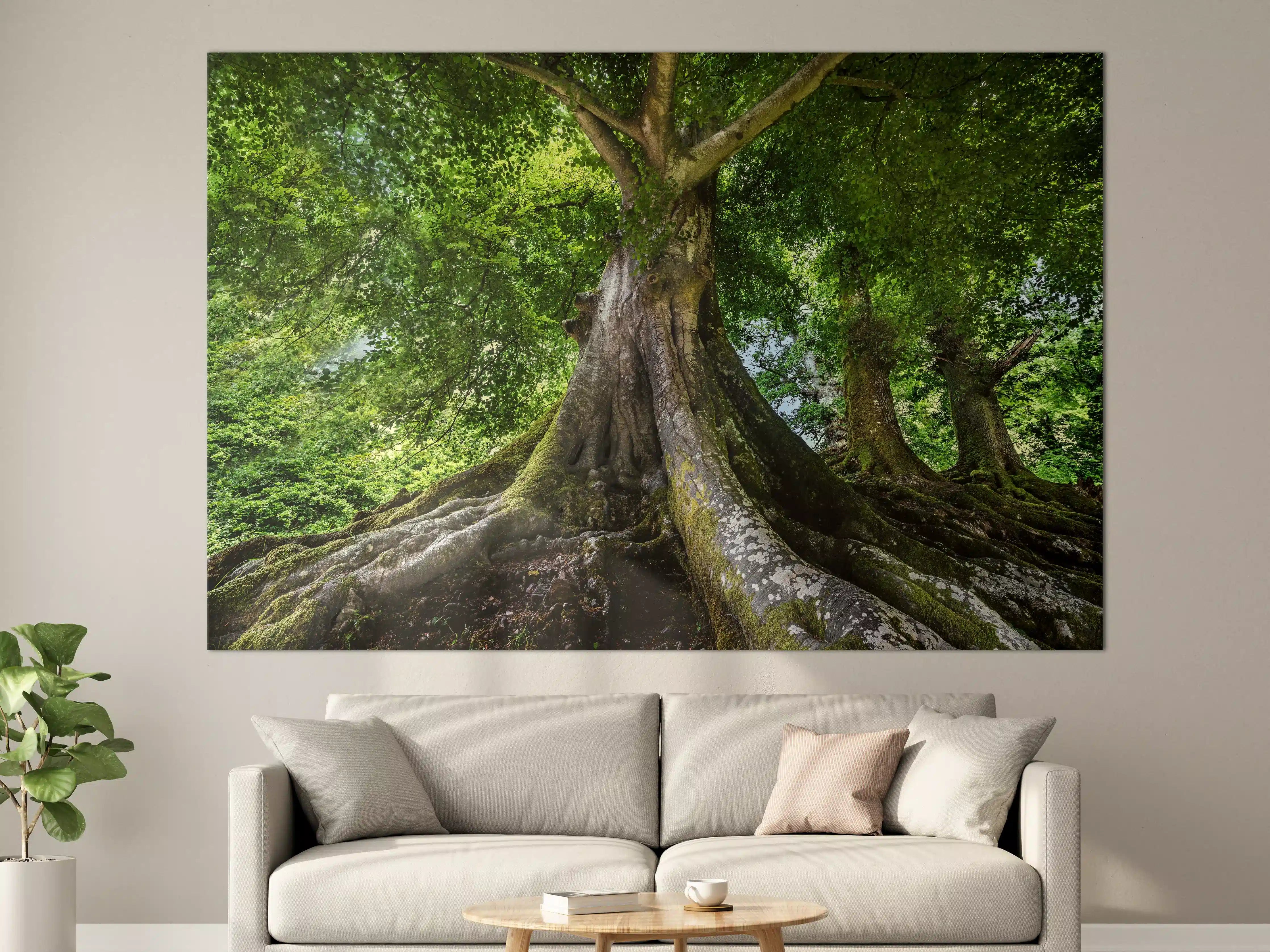 Große Wandbilder - großer alter Baum in Froschperspektive