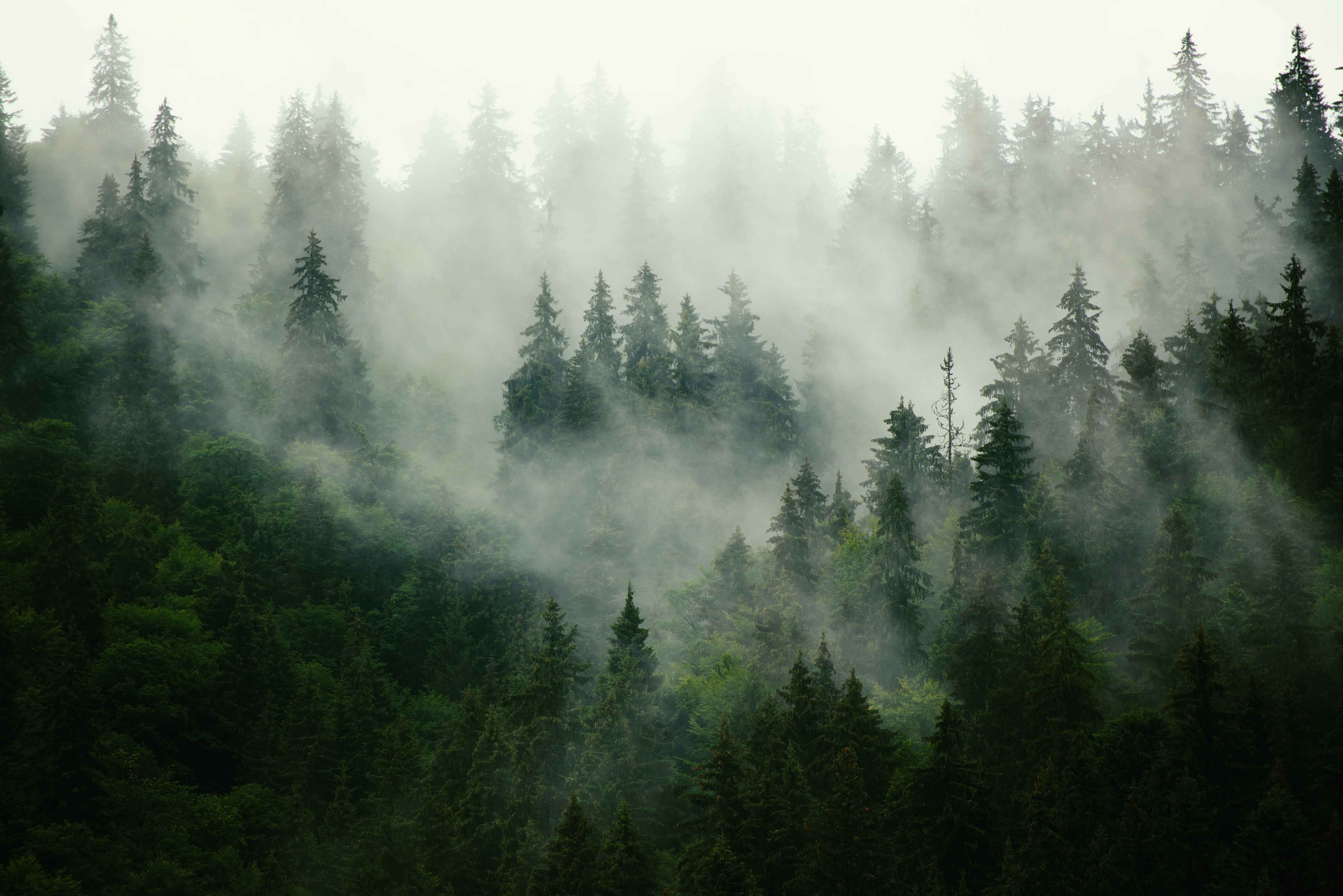 Große Wandbilder-neblige Waldlandschaft
