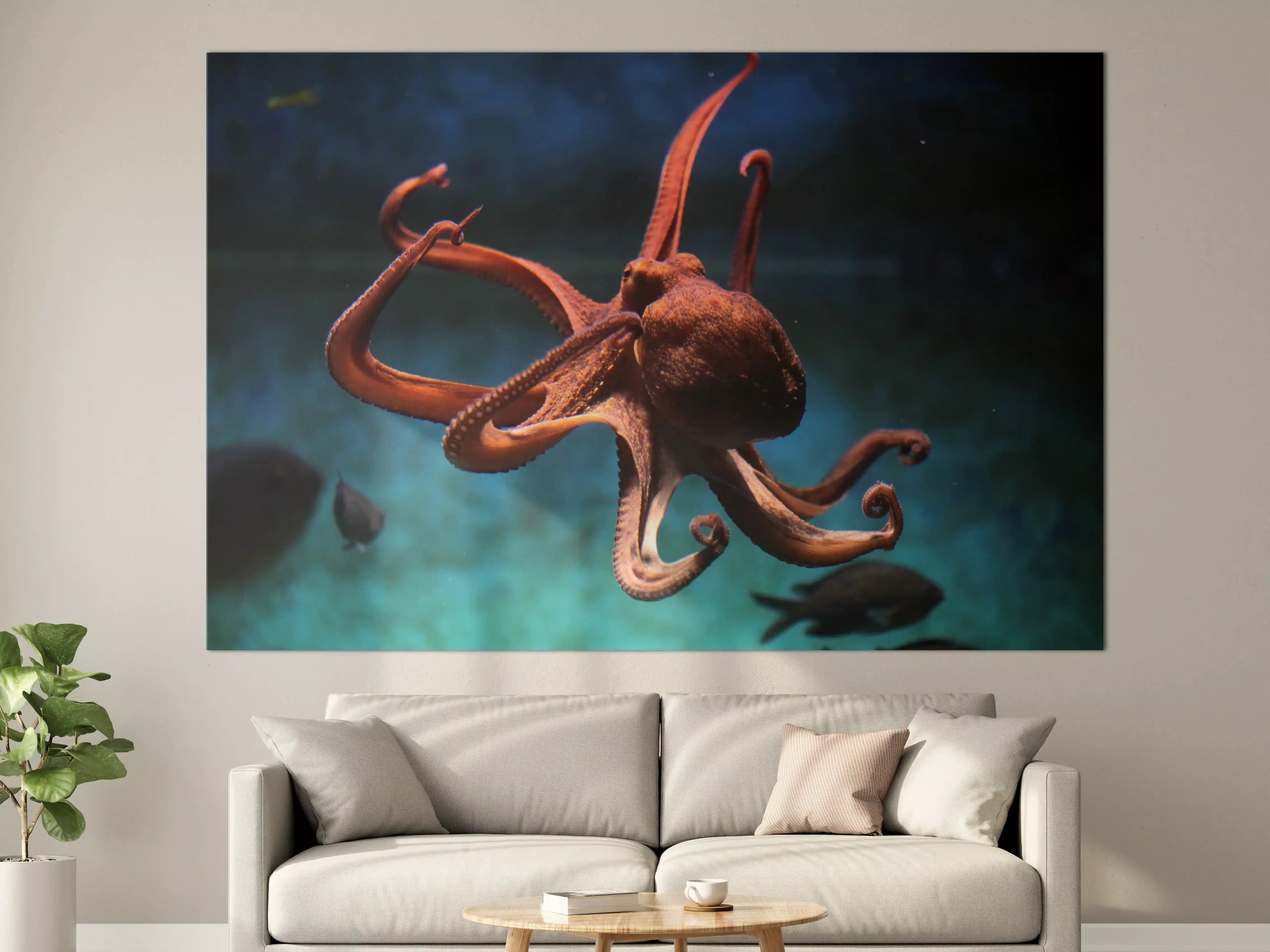 Große Wandbilder - rötlicher Oktopus Unterwasser