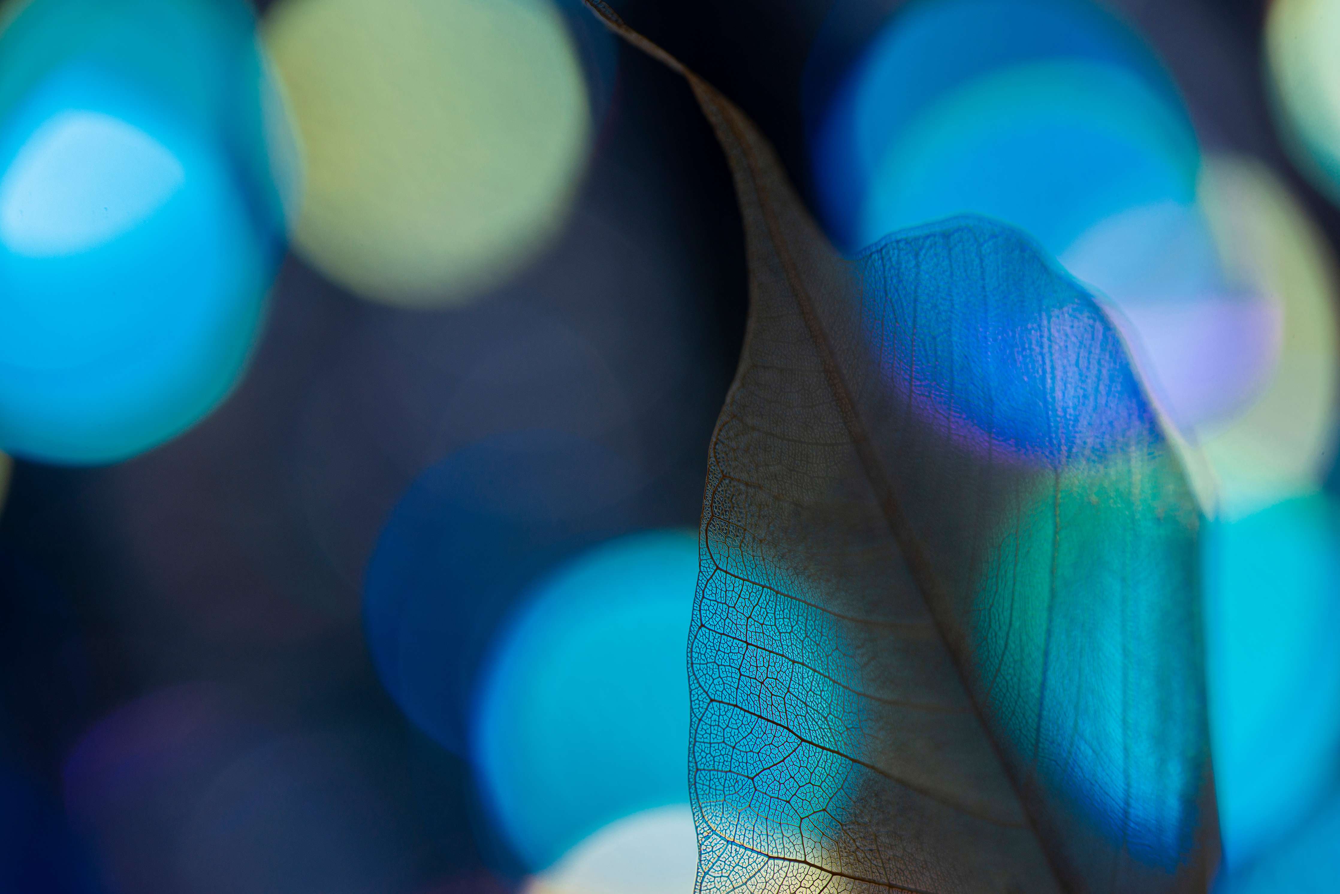 Kinderzimmer Wandgestaltung-Abstrakte Blatt-Venen Textur