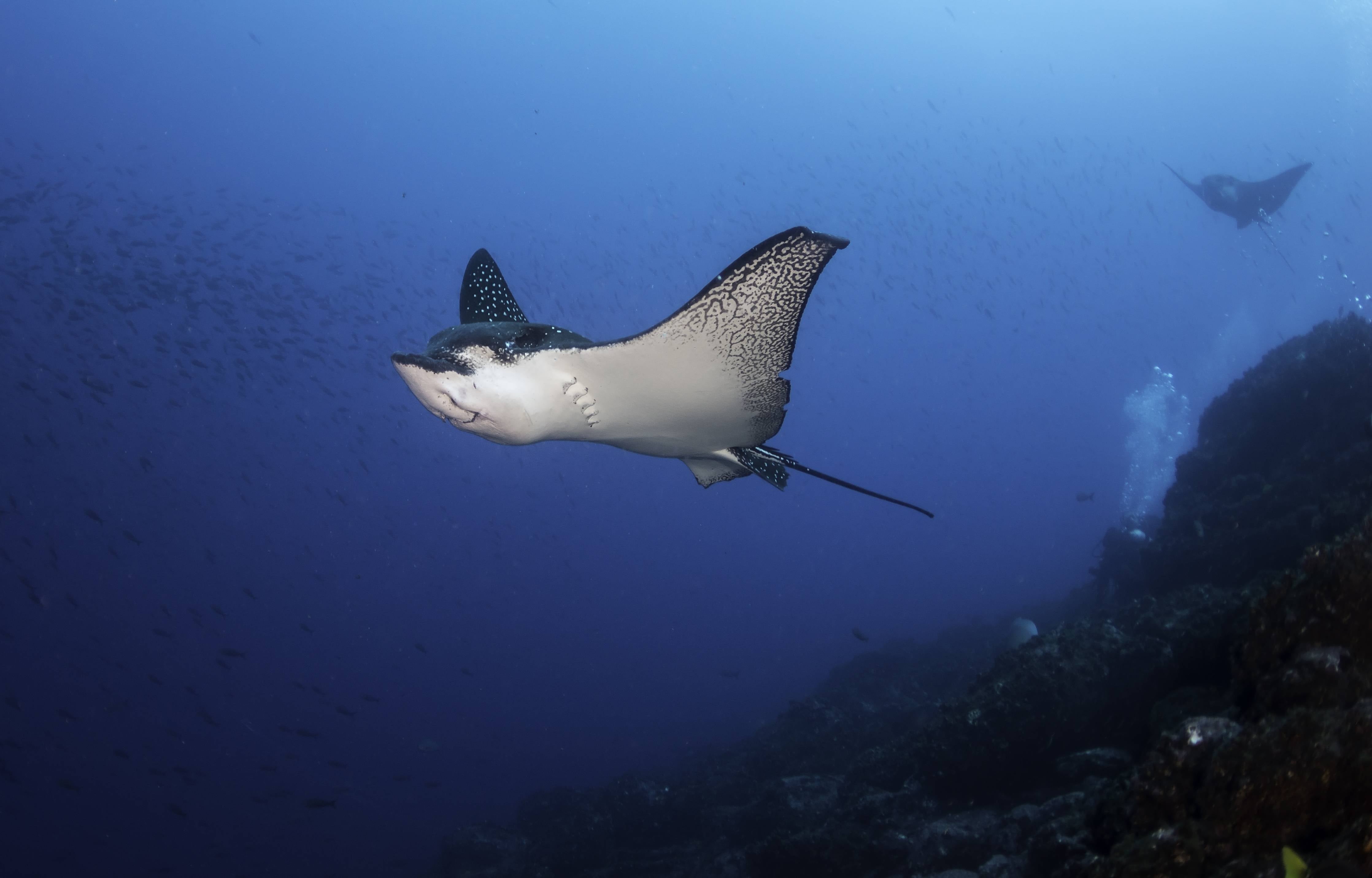 Kinderzimmer Wandgestaltung-Adlerrochen schwimmt über dem Korallenriff