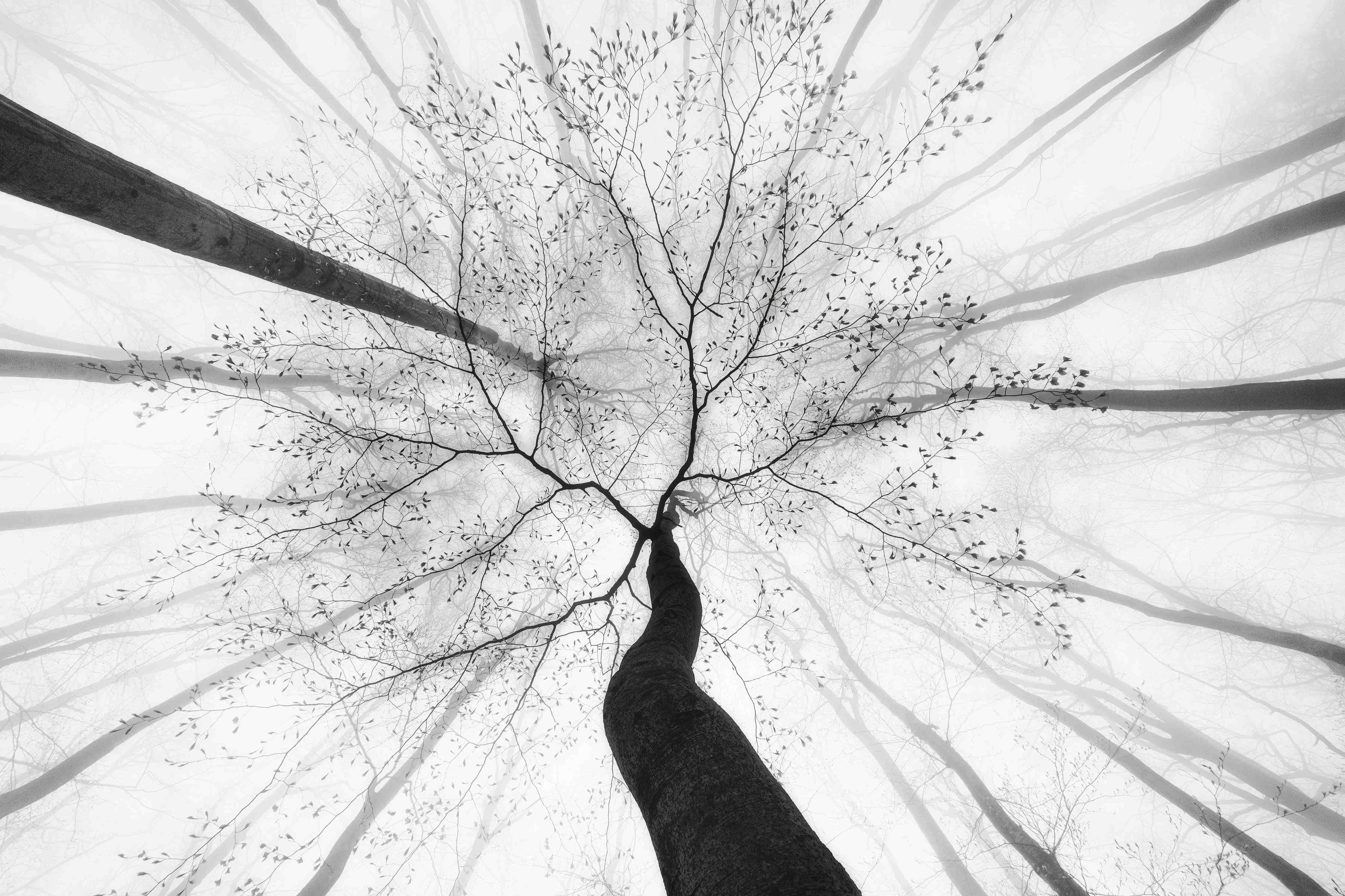 Kinderzimmer Wandgestaltung-Baumkrone von unten im Winter