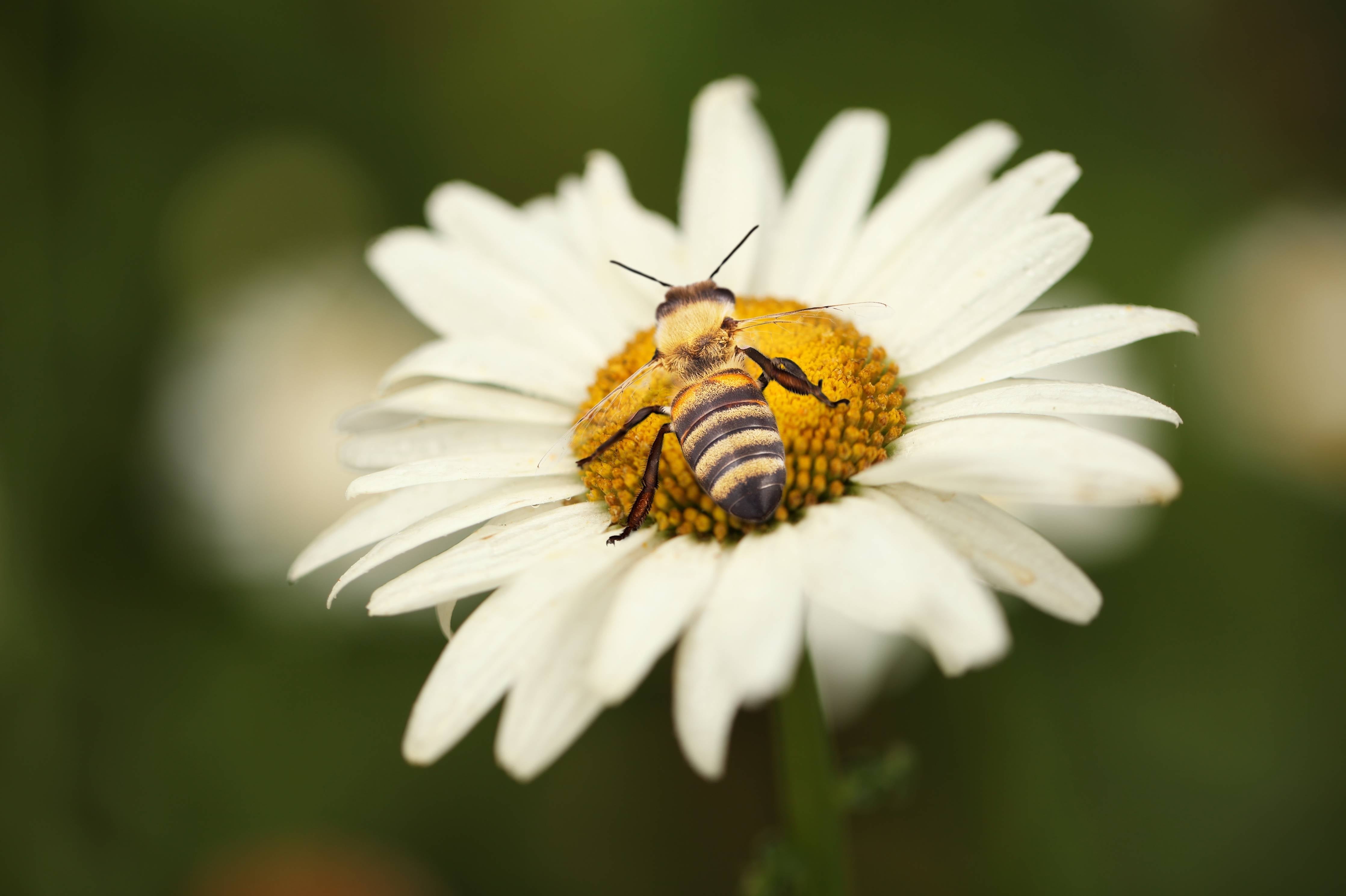 Kinderzimmer Wandgestaltung-Biene auf einem Gänseblümchen