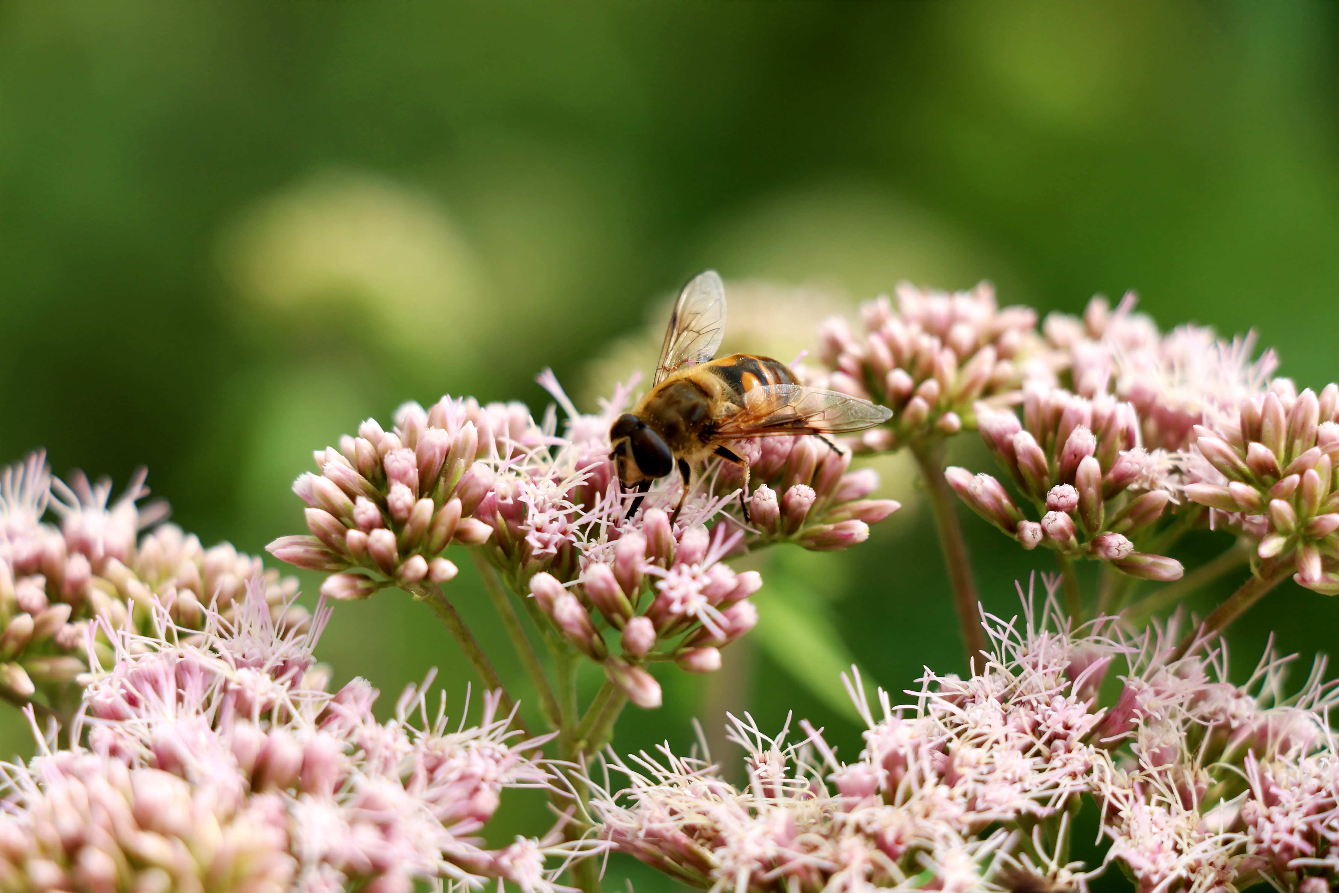 Kinderzimmer Wandgestaltung-Biene auf rosa Blumen im Grünen